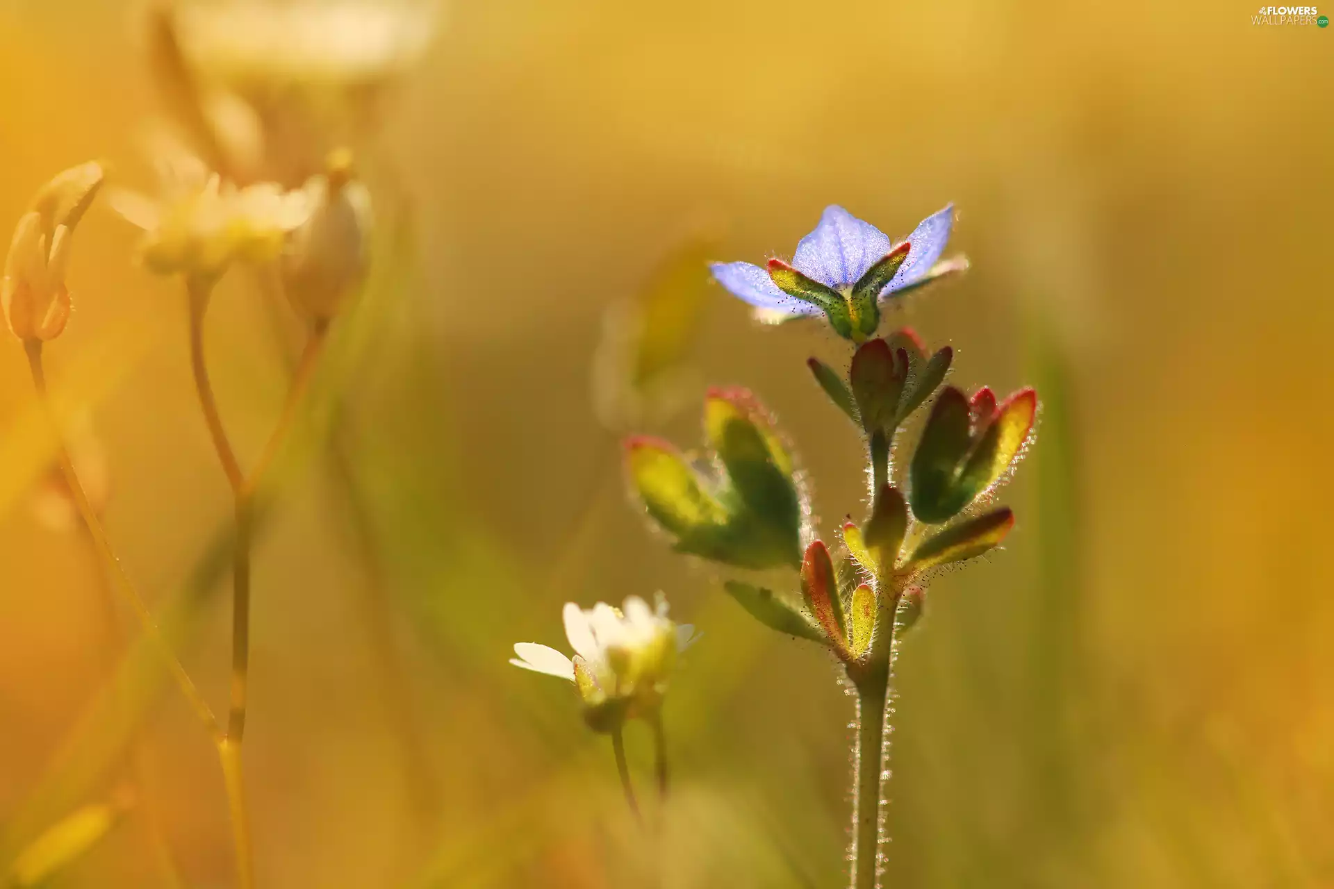 Colourfull Flowers, speedwell, blue
