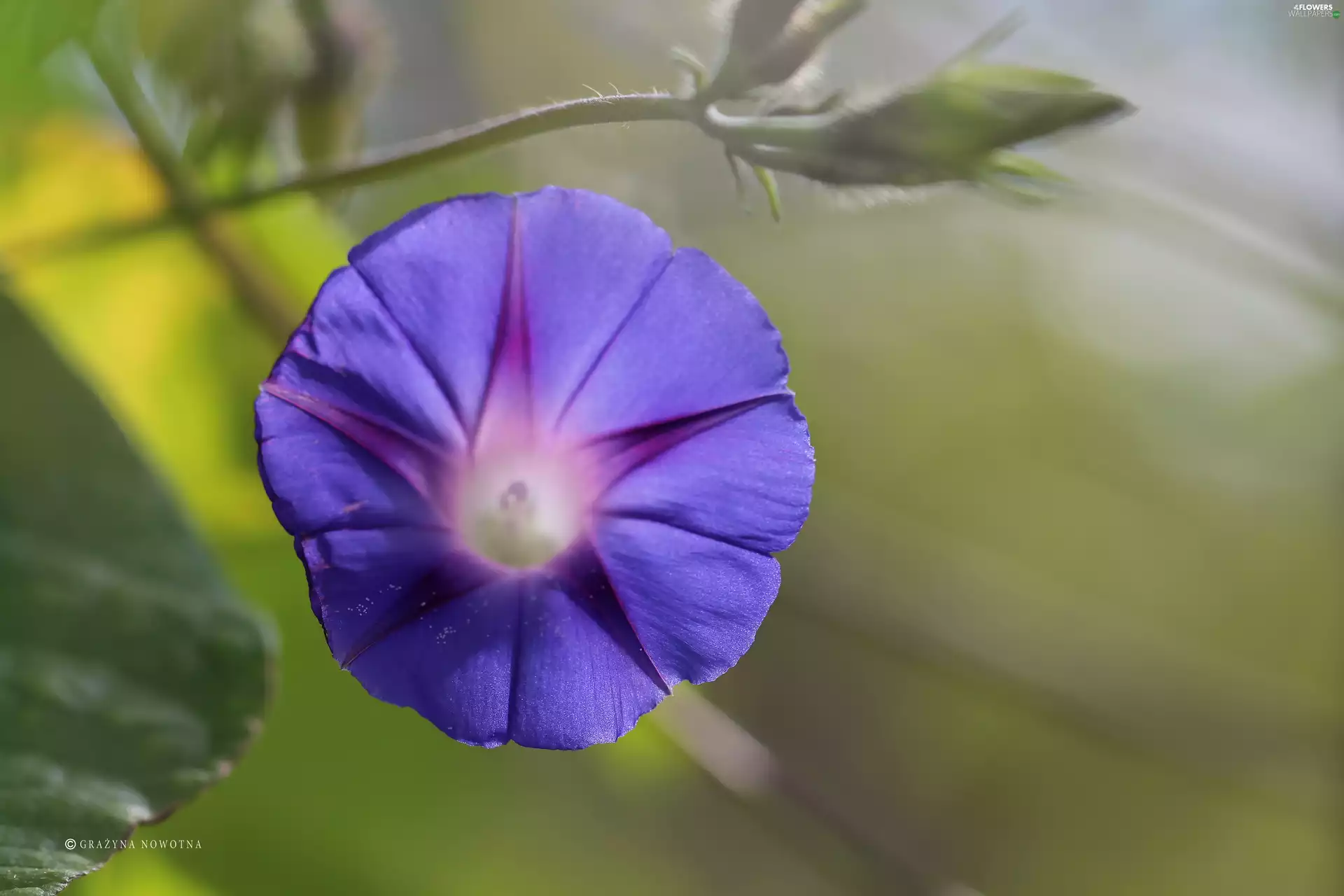 Colourfull Flowers, Wilec, blue