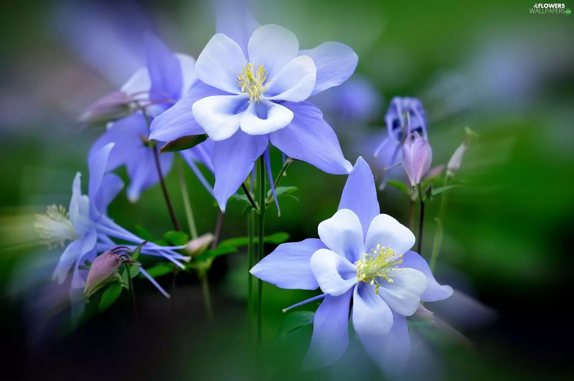 Blue Columbine