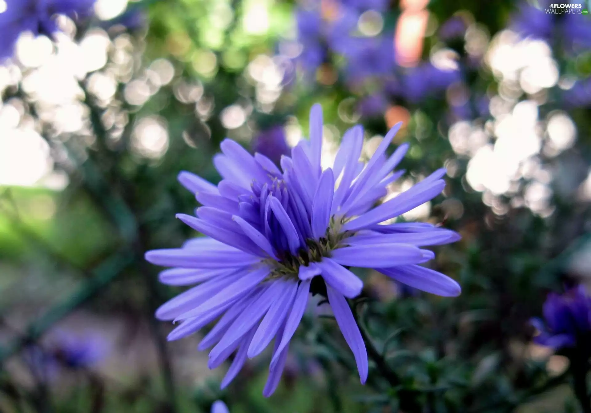 Blue, cornflowers