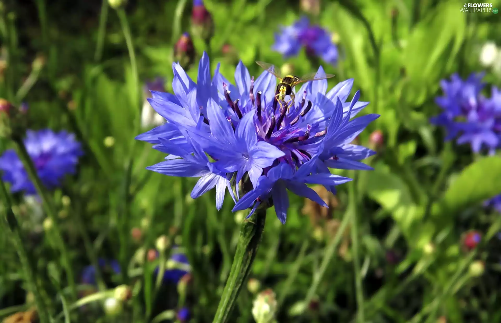 Blue, cornflowers