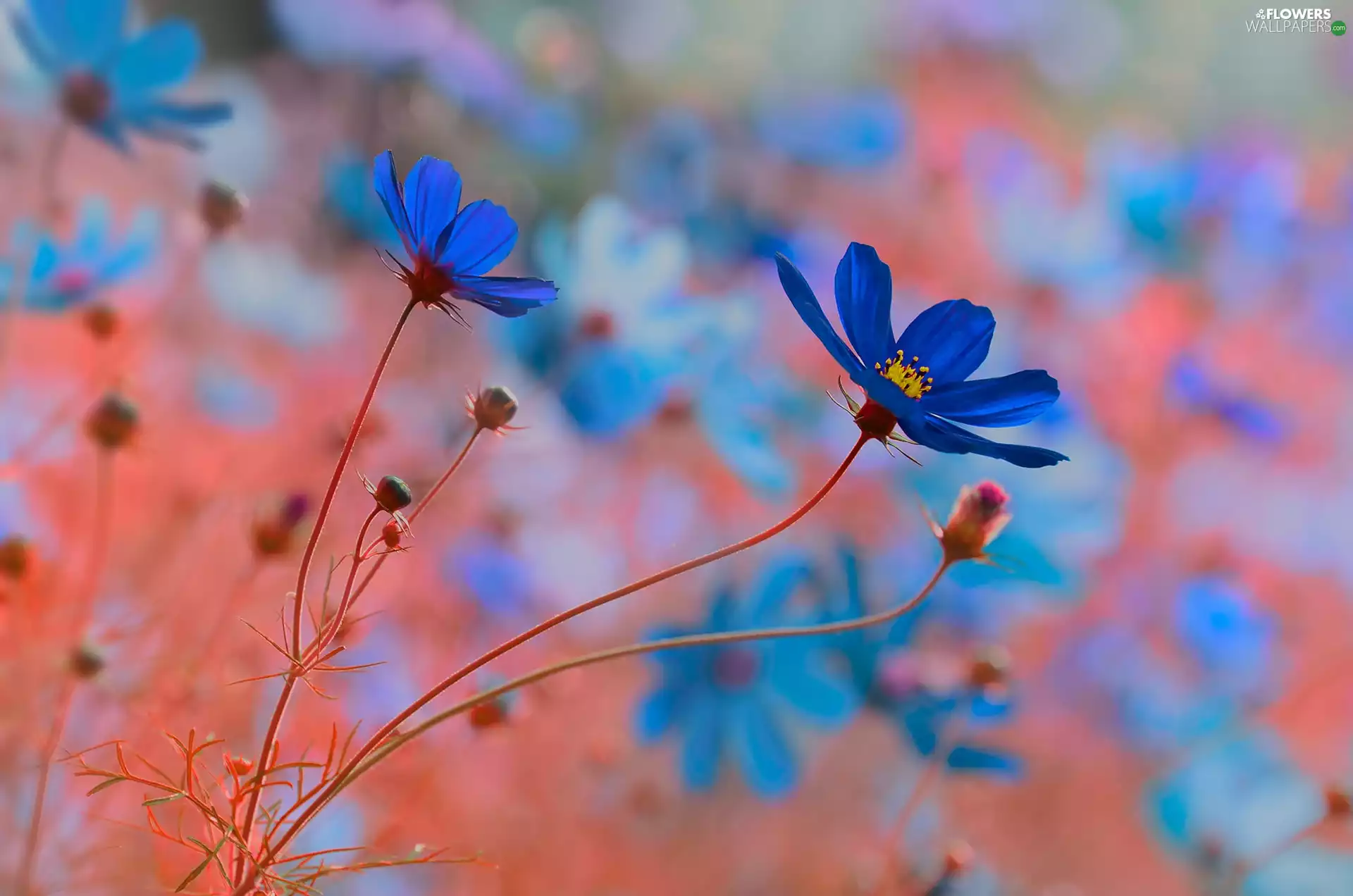 Blue, Cosmos