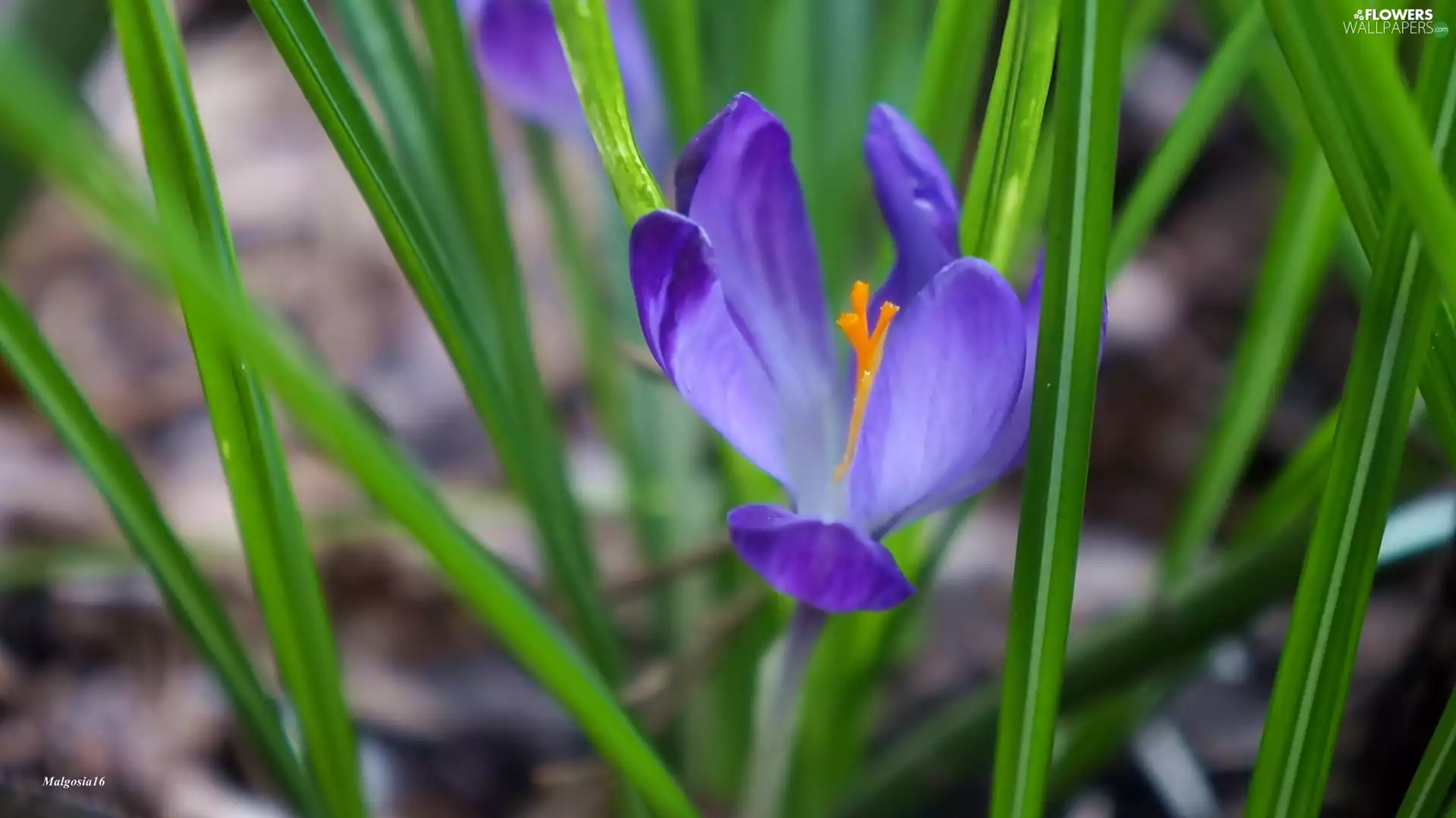 blue, crocus