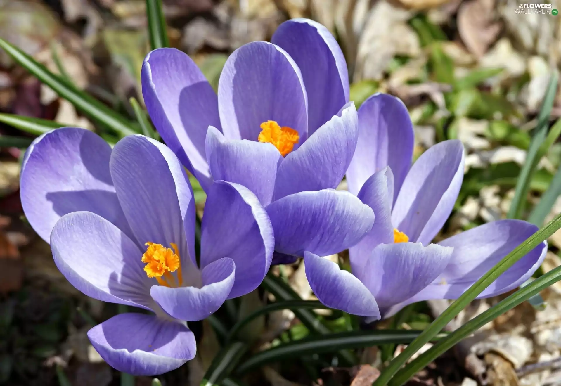 Blue, crocuses