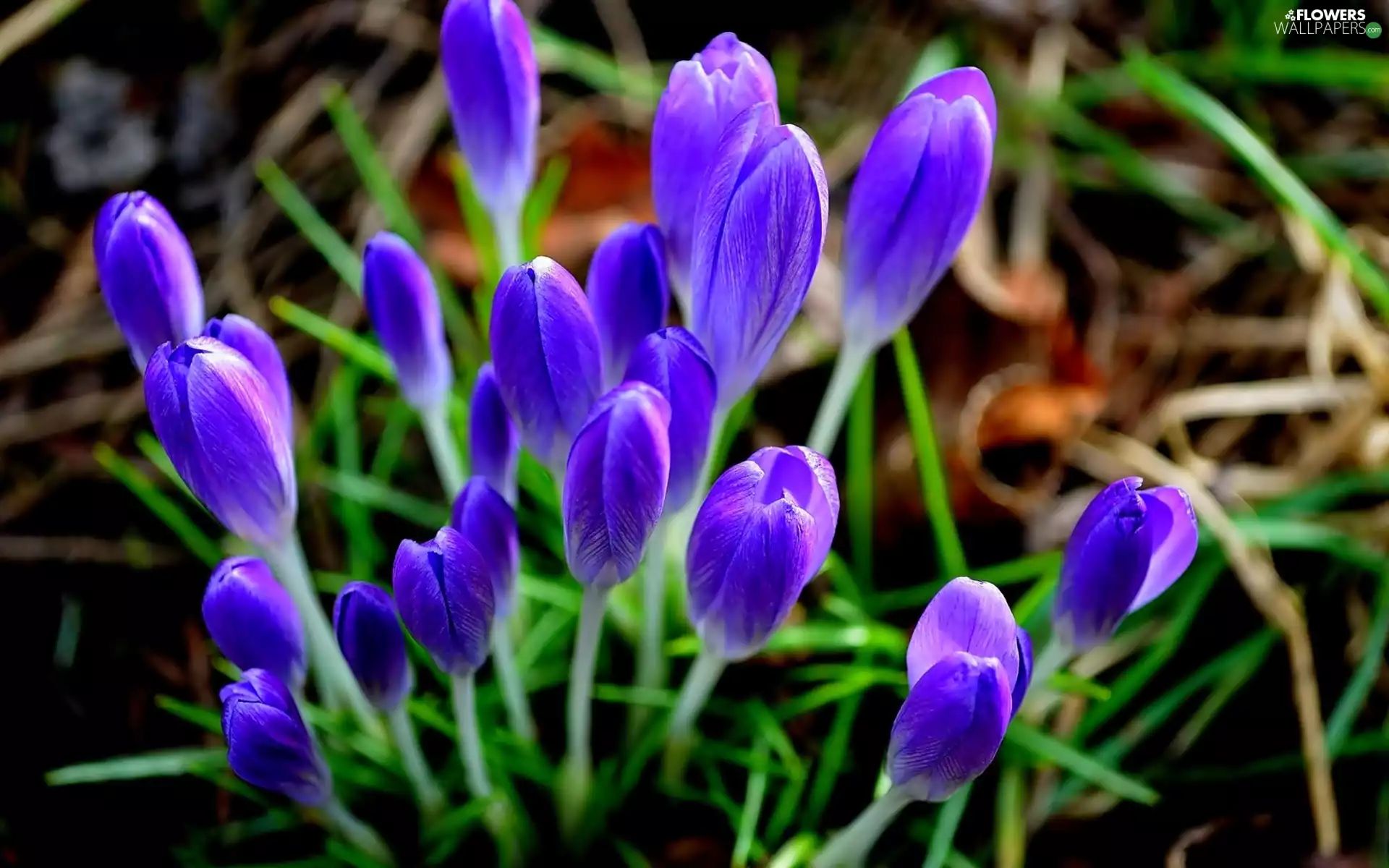 Blue, crocuses