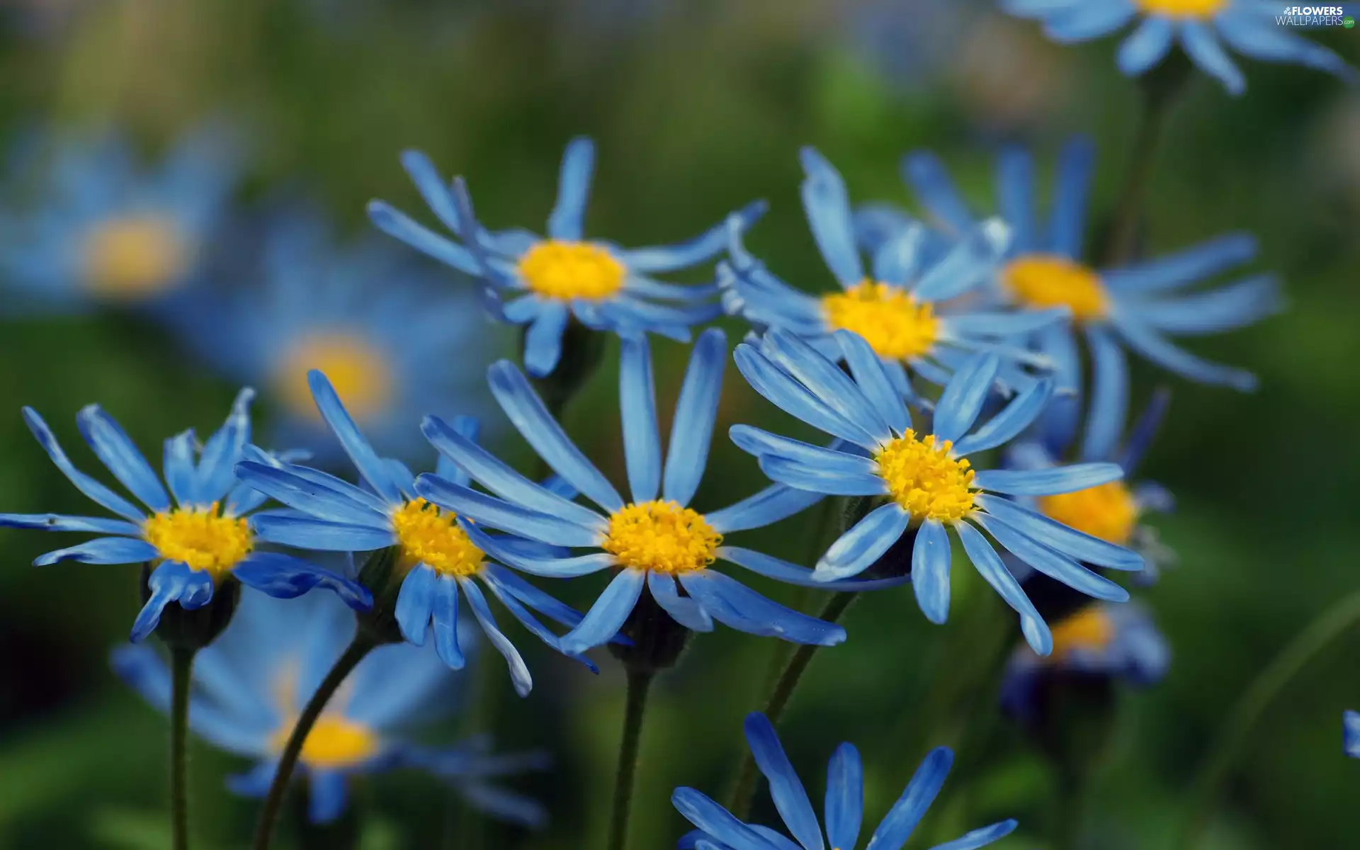 Blue, daisy