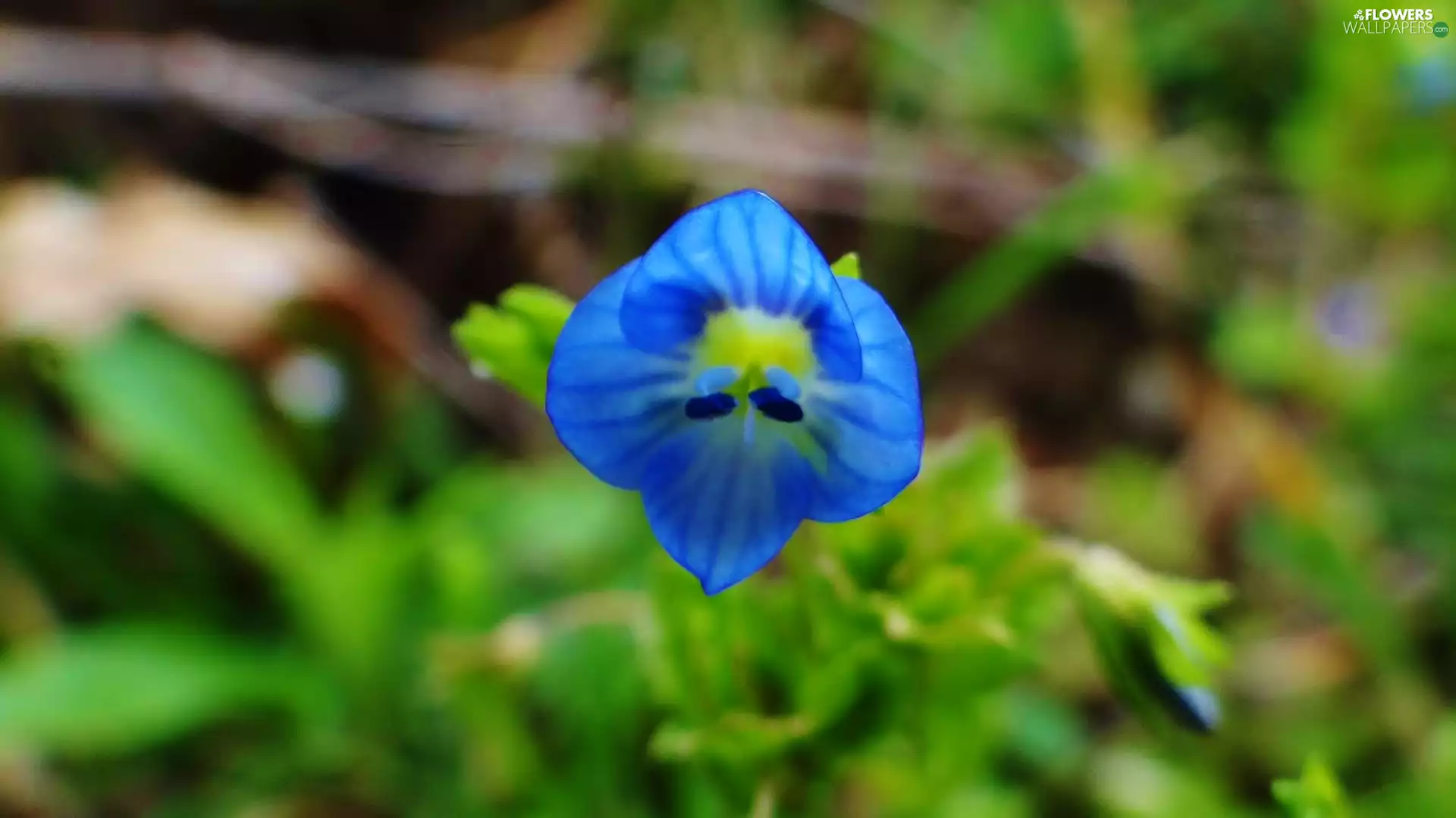 blue, Flower