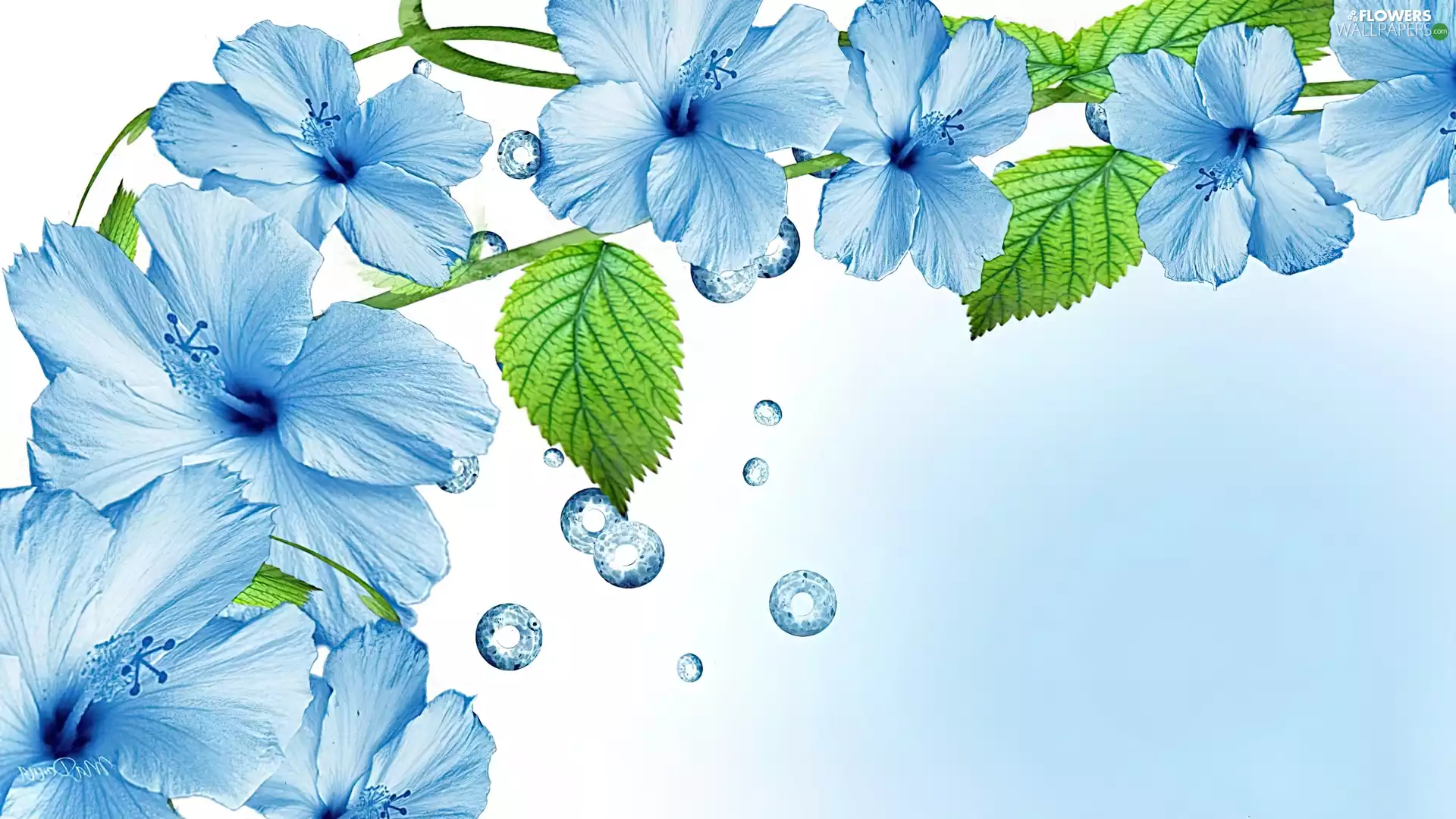 Flowers, hibiskus, Art, blue