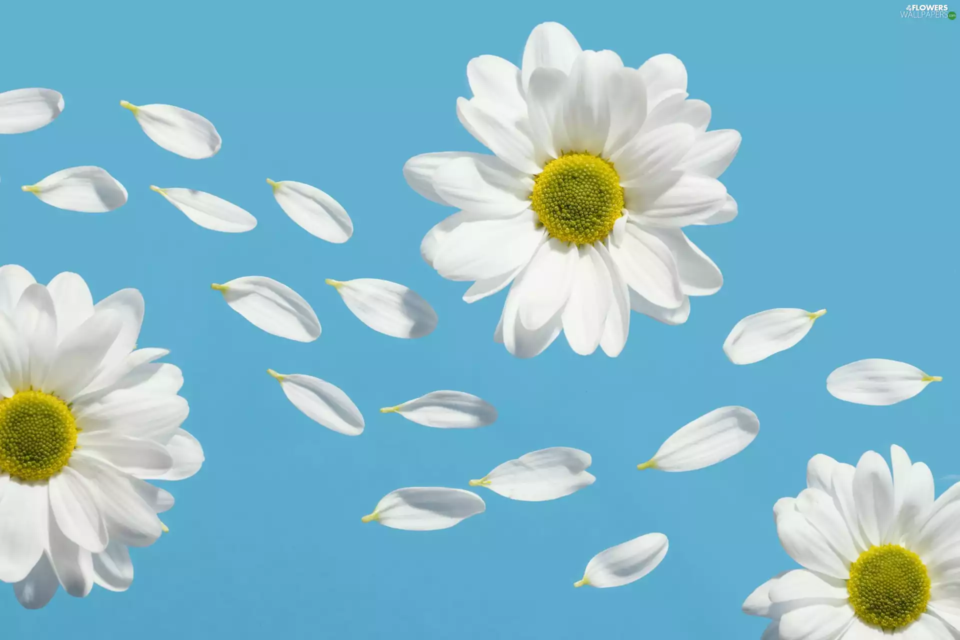 daisy, White, background, Blue, flakes, Flowers
