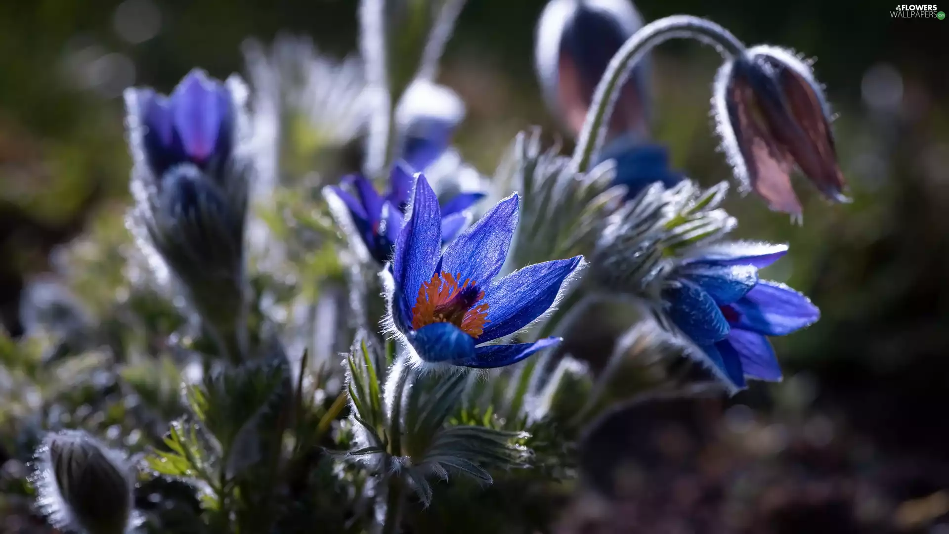 Flowers, pasque, blur, Blue
