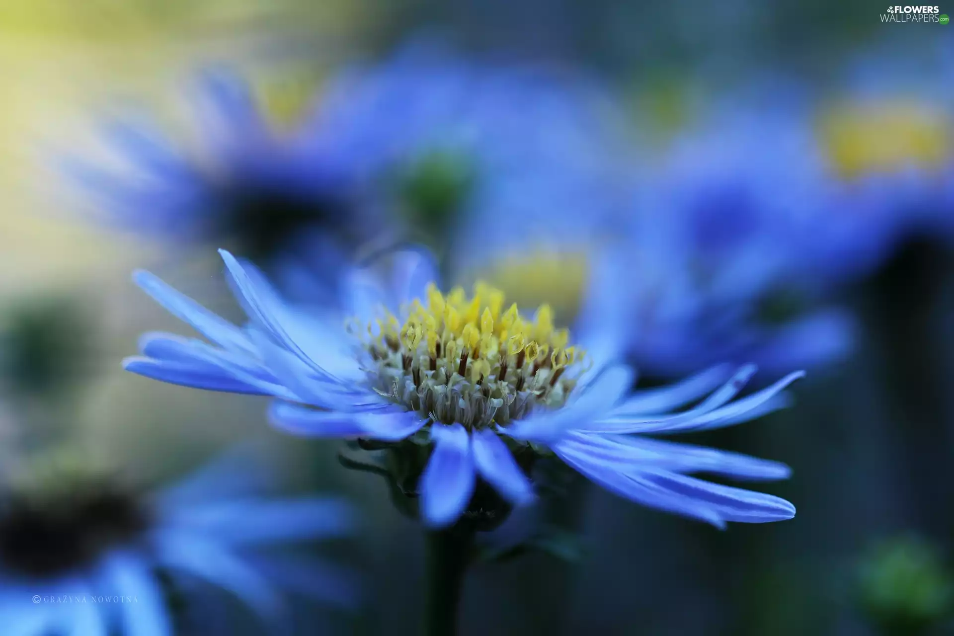Colourfull Flowers, Aster, blue