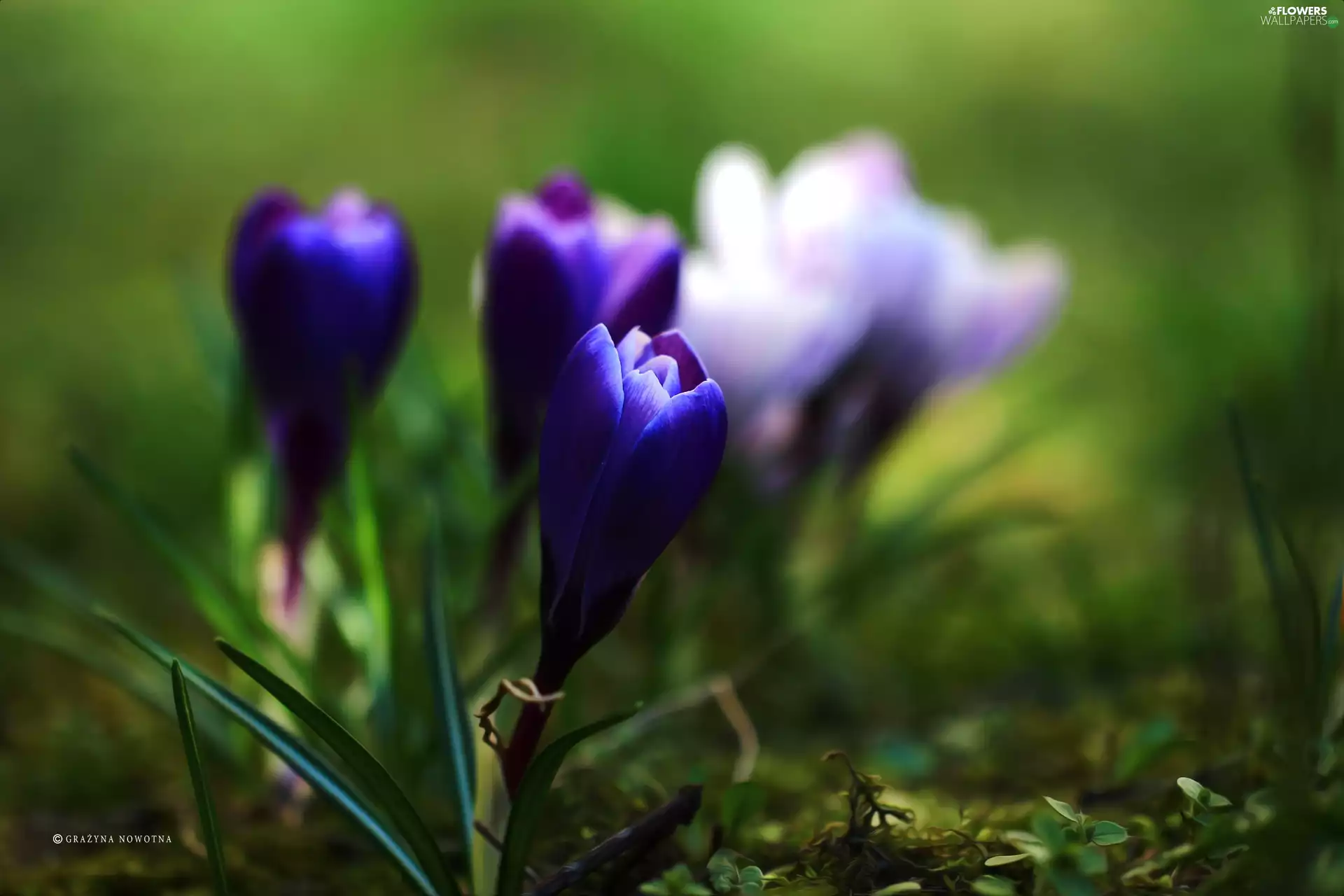 Colourfull Flowers, crocus, blue