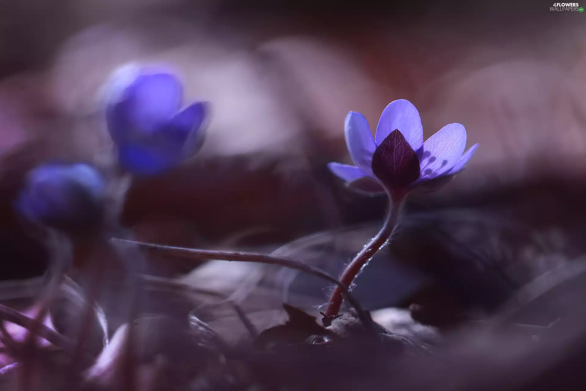 Colourfull Flowers, Hepatica, blue