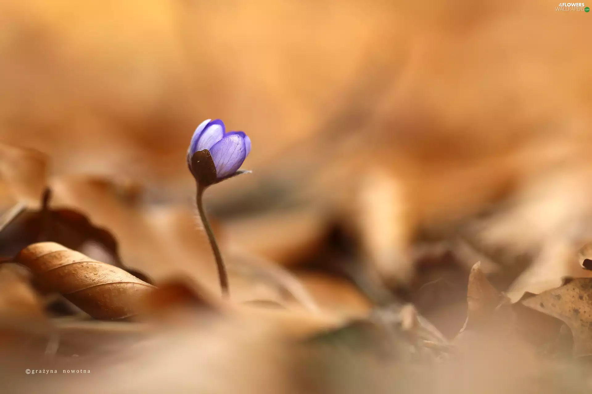 Colourfull Flowers, Hepatica, blue