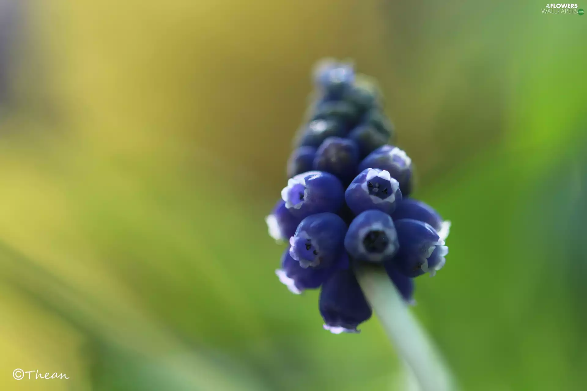 Colourfull Flowers, Muscari, blue