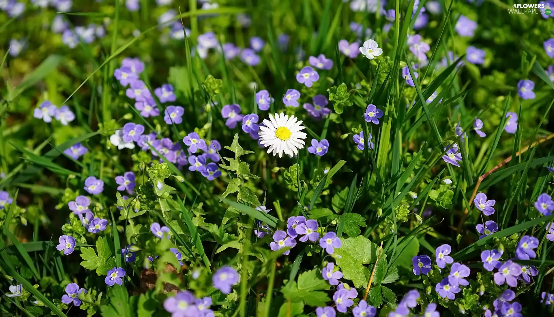 Flowers, speedwell, daisy, Blue