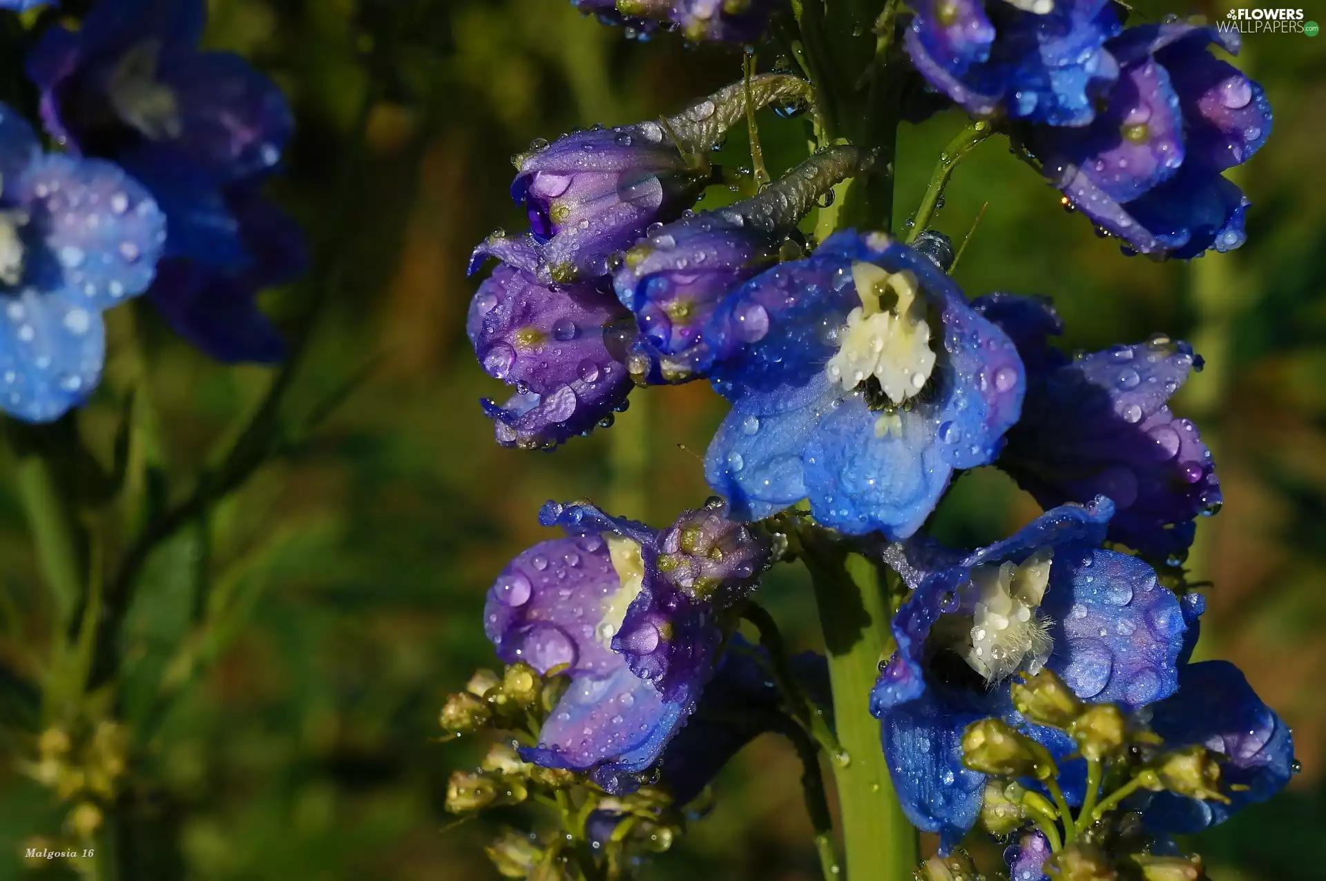 Flowers, larkspur, drops, Blue