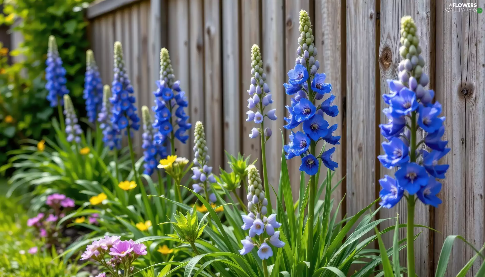Flowers, larkspur, Fance, Blue
