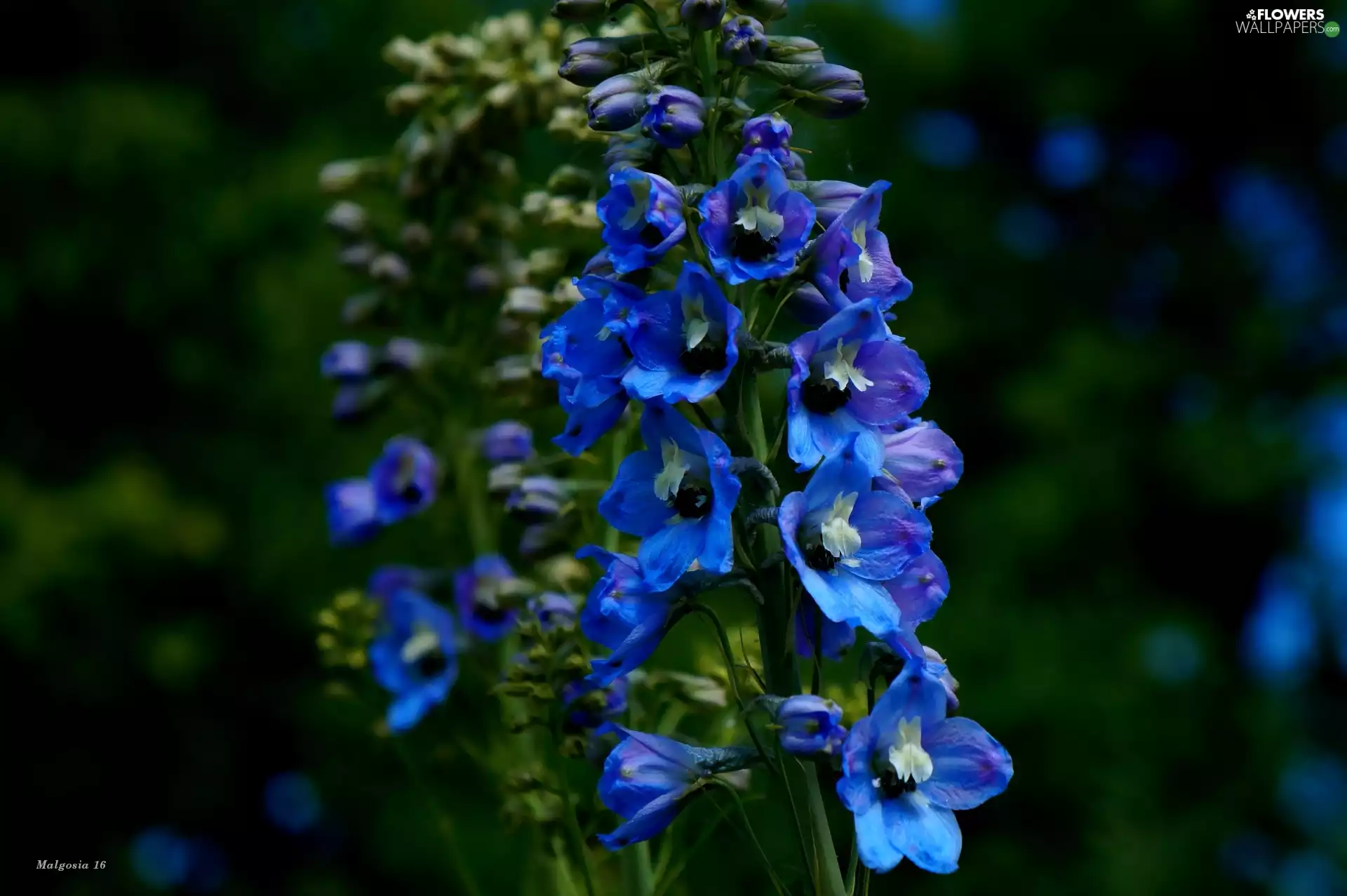 Flowers, garden, Blue, larkspur