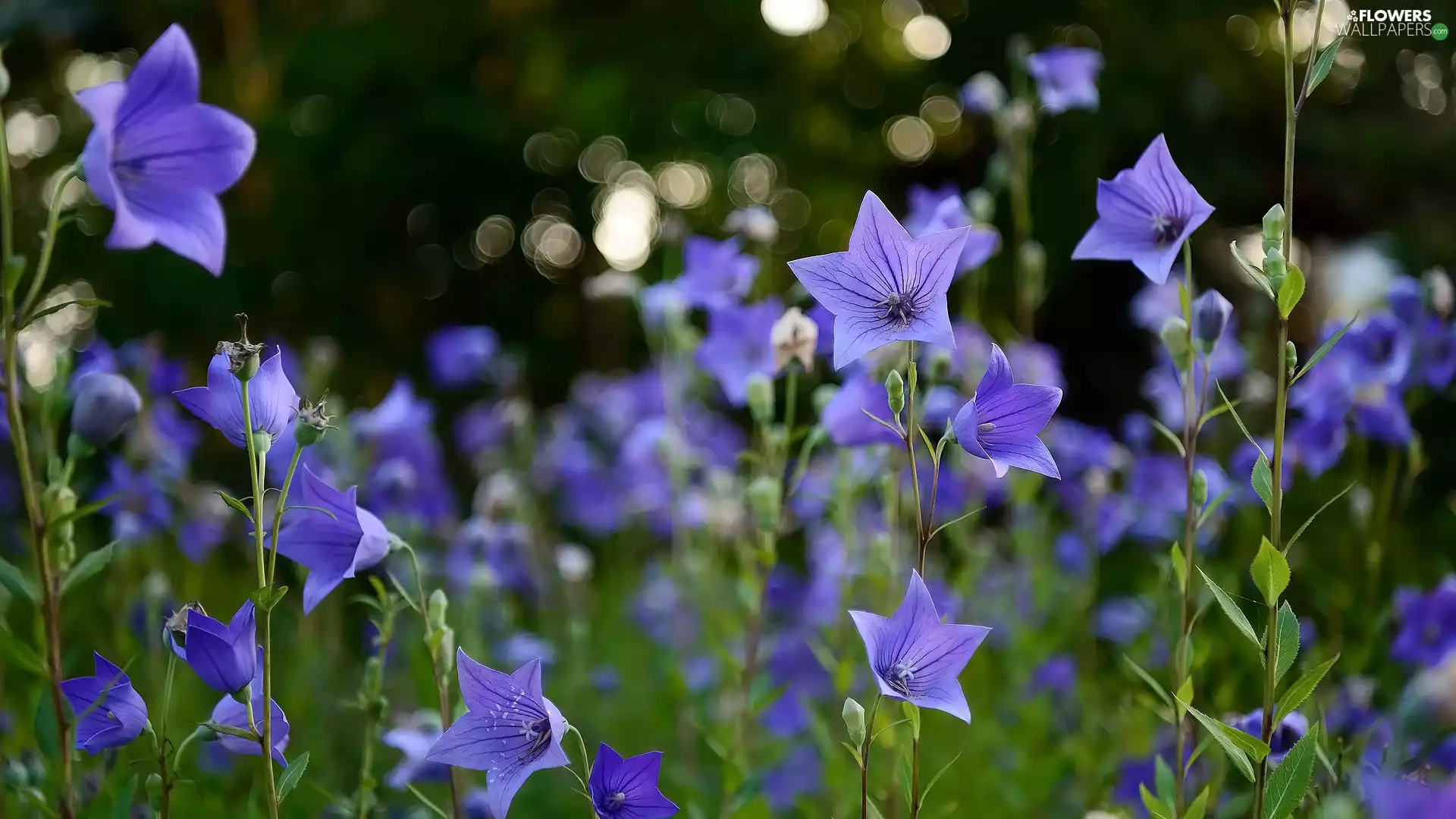 ringtones, Platycodon grandiflorus, Blue, leaves, Flowers