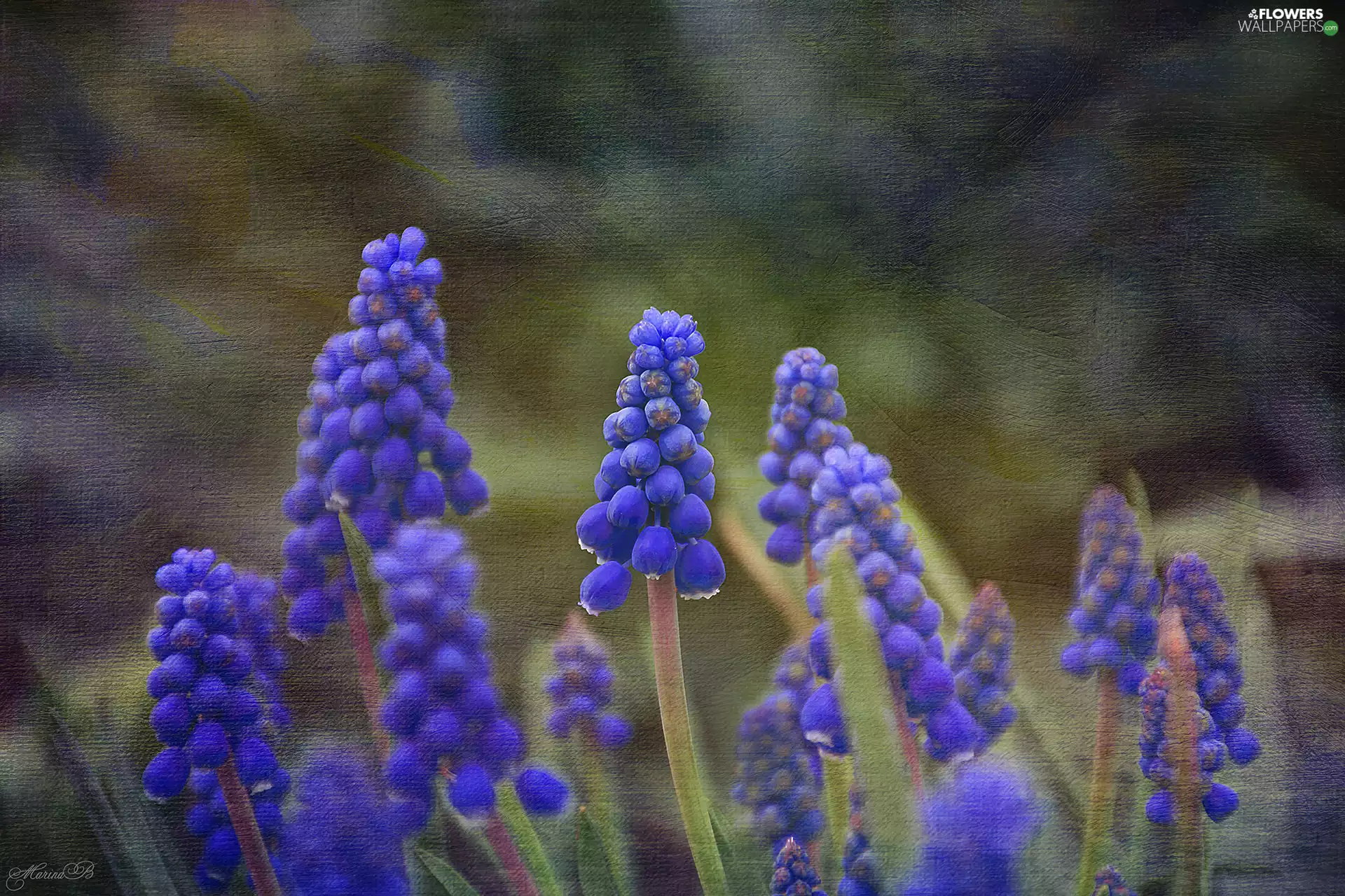 Flowers, Muscari, graphics, Blue