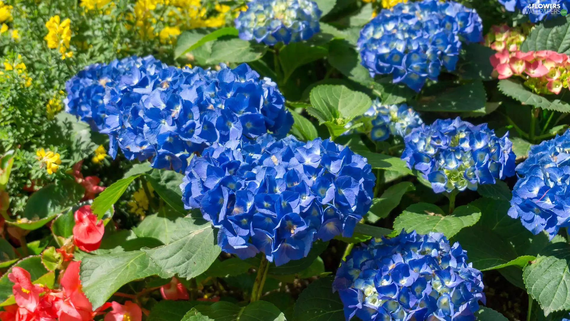 Flowers, illuminated, hydrangeas, Blue