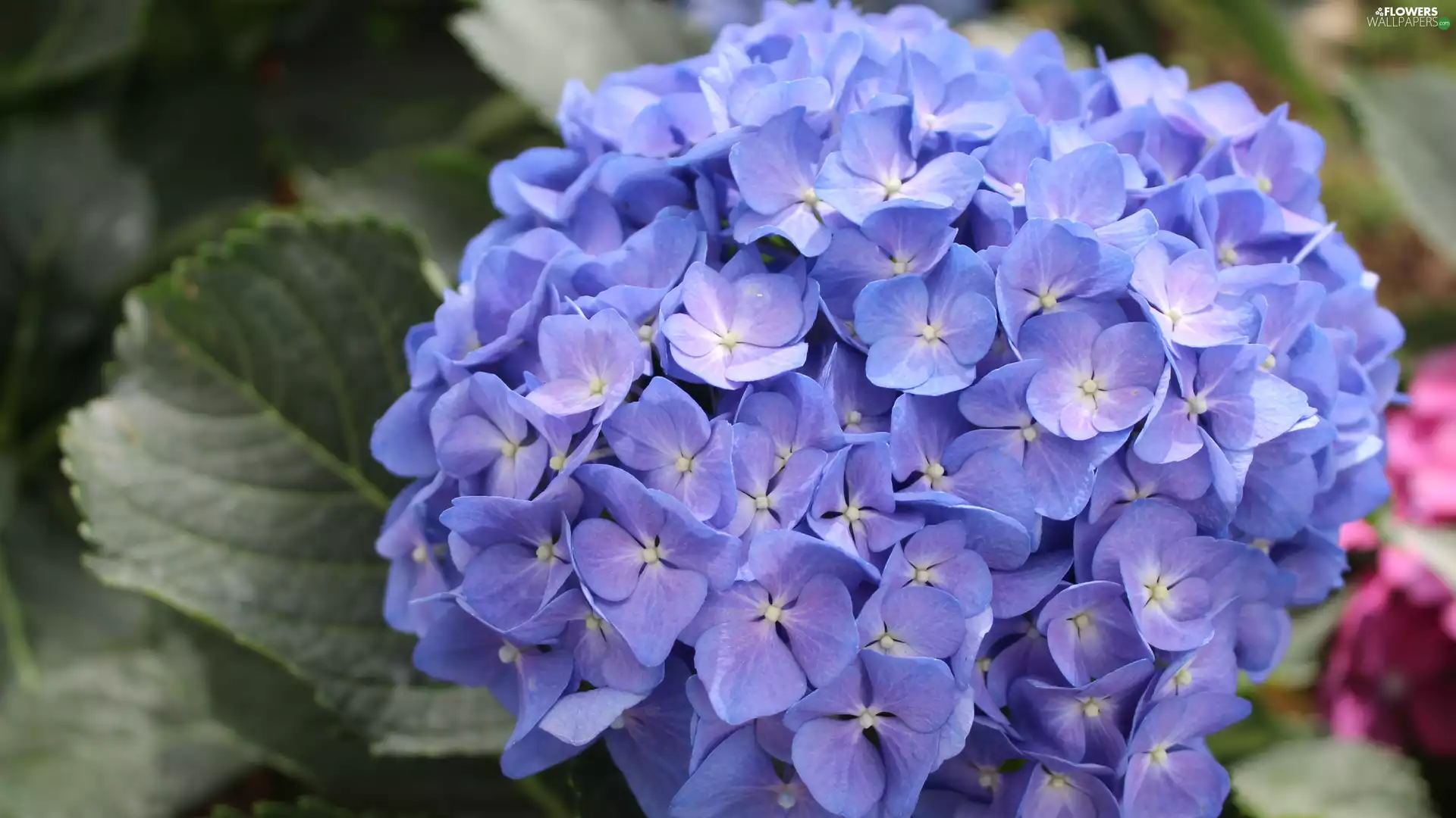 Flowers, hydrangea, Leaf, Blue