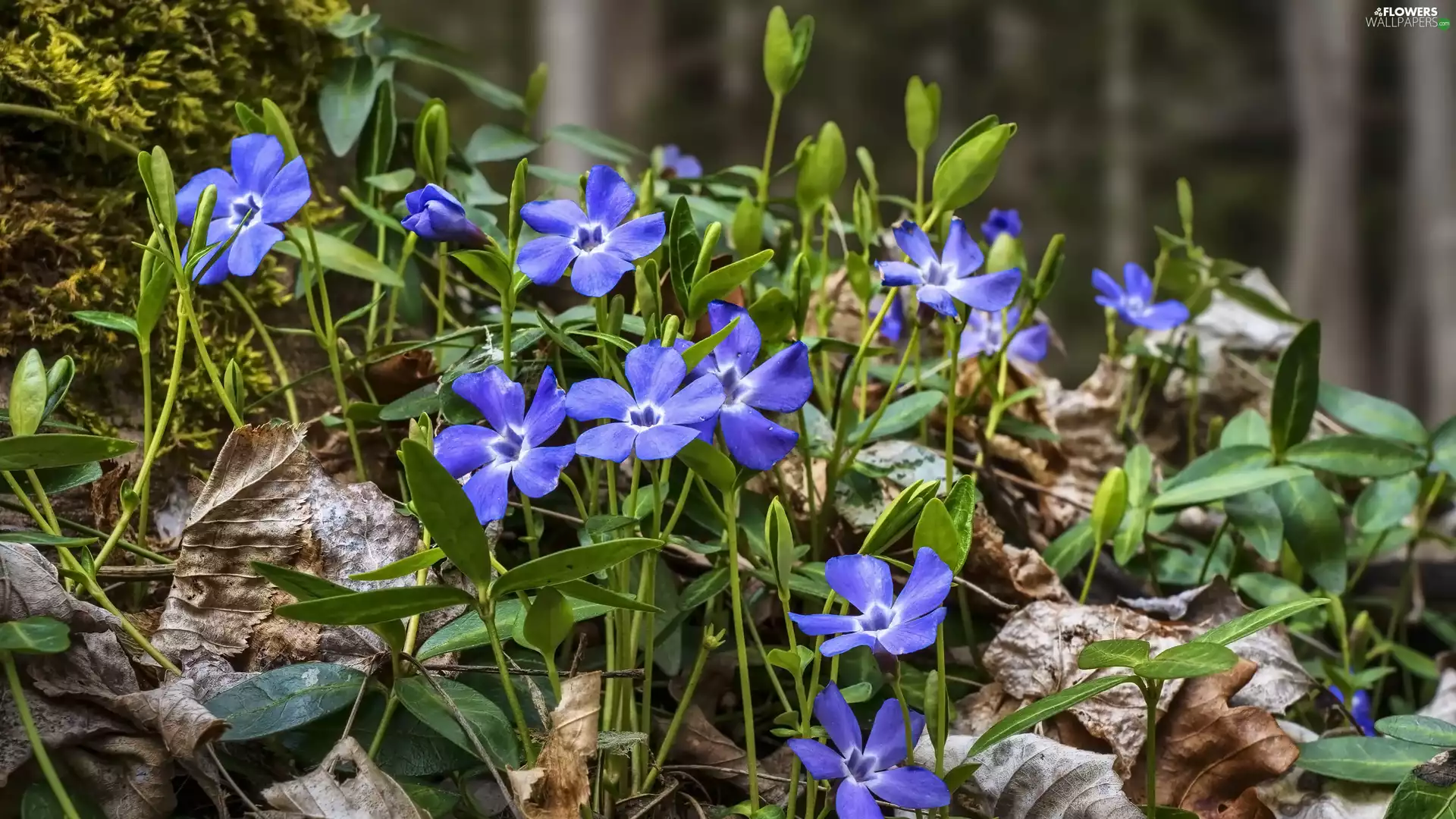 Flowers, myrtle, Leaf, Blue