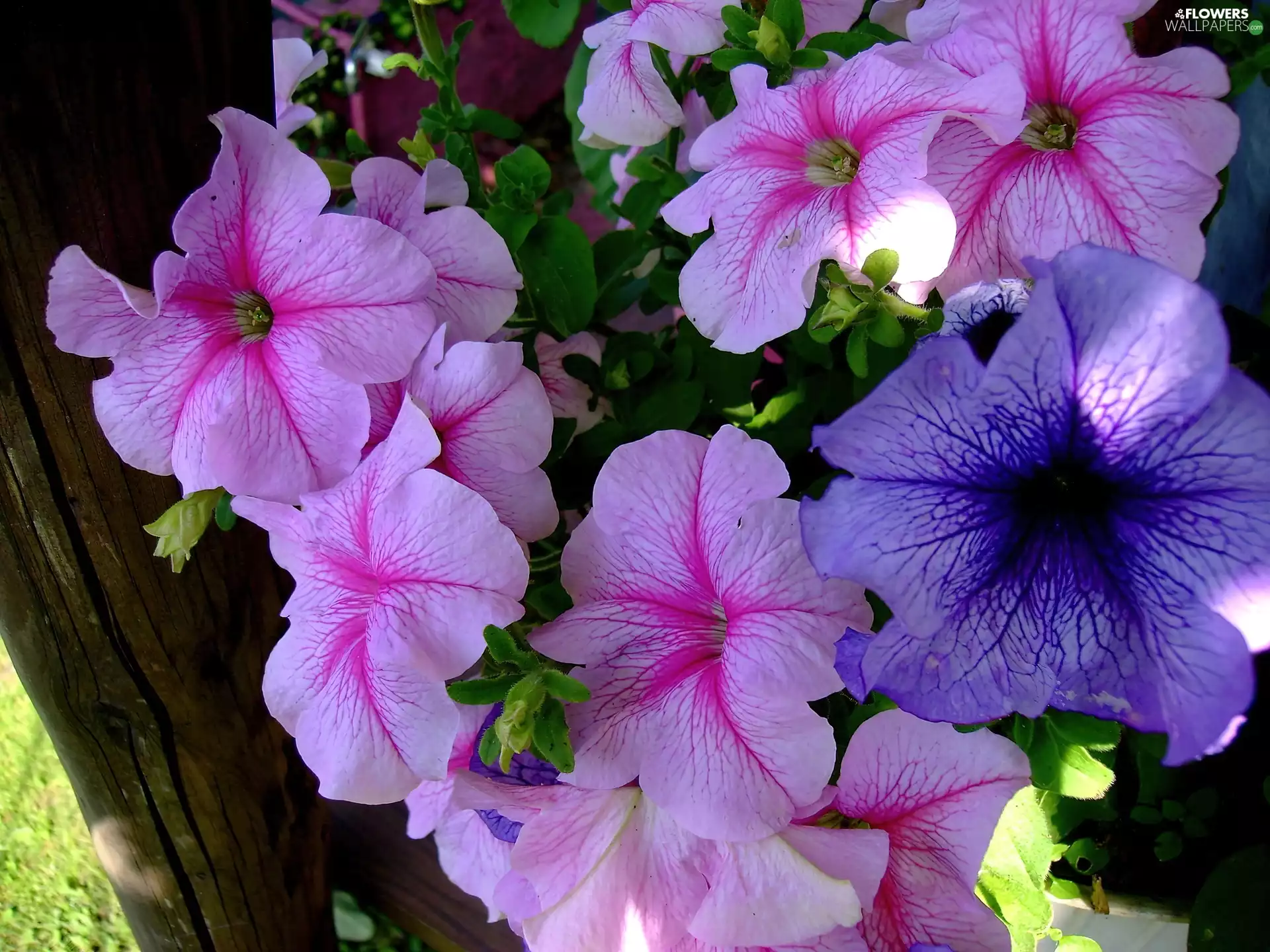 Pink, Blue, Flowers, Surfinie, nature