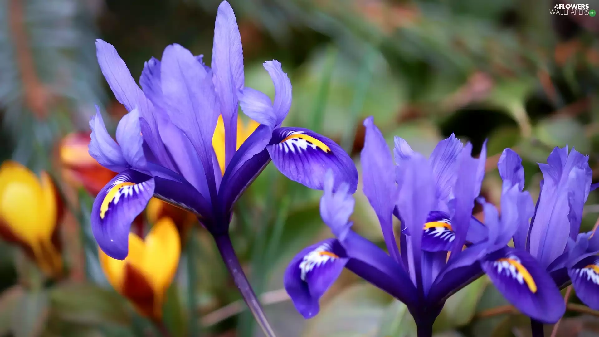 Flowers, Irises, rapprochement, Blue