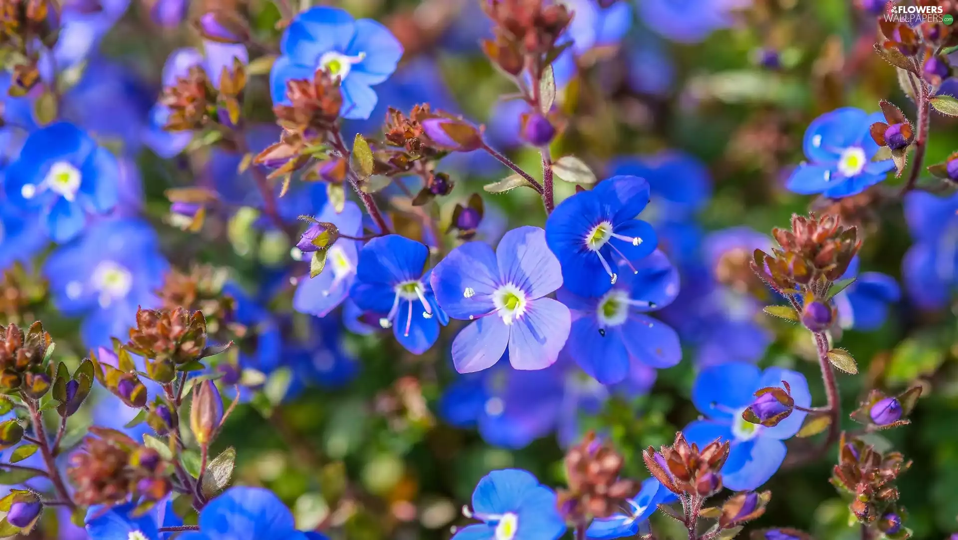 flowers, Spring, speedwell, Blue