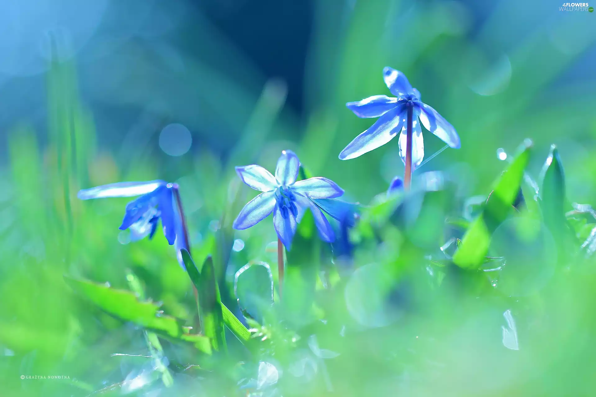 Flowers, Siberian squill, Blue