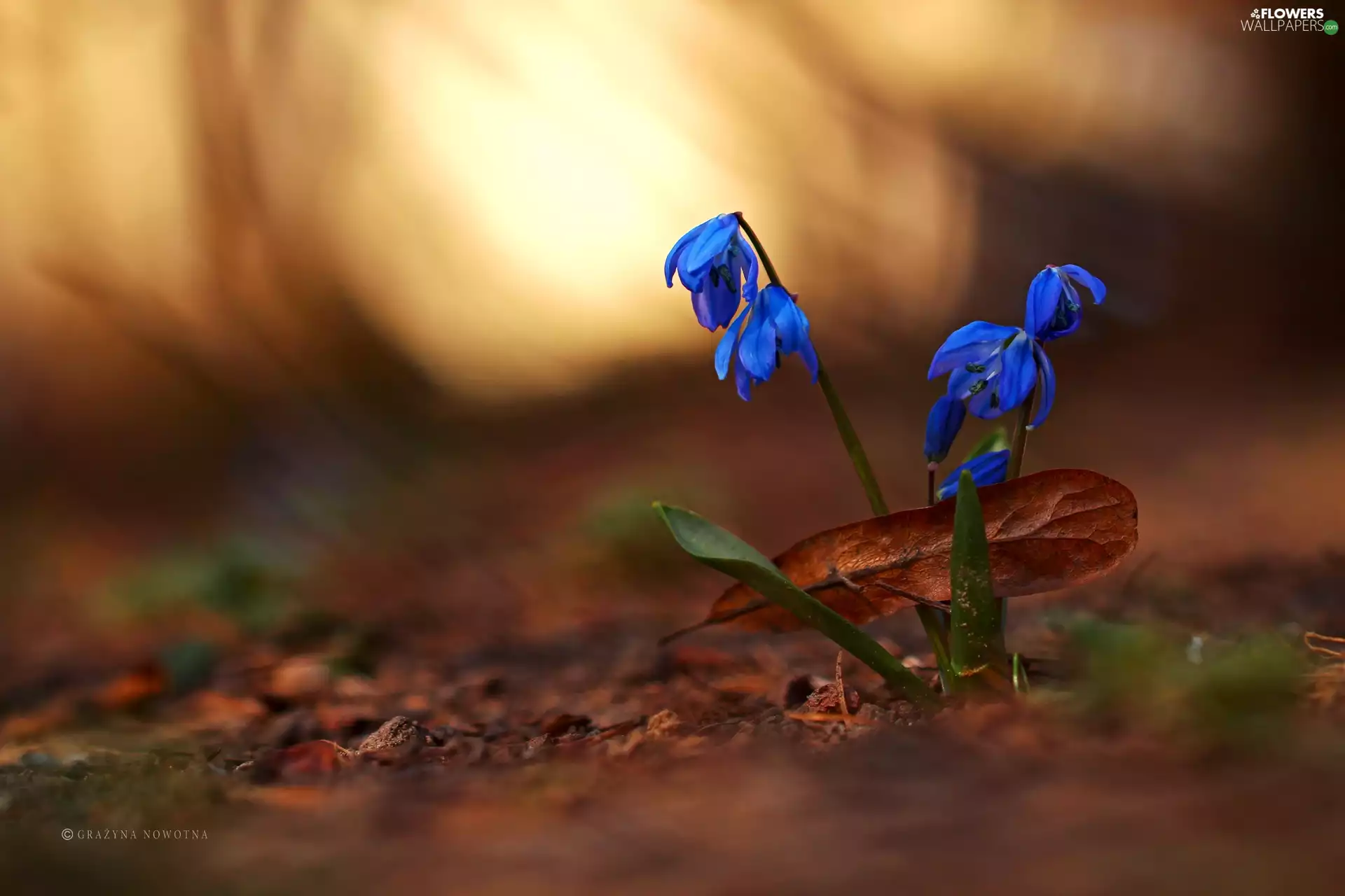 Flowers, Siberian squill, Blue