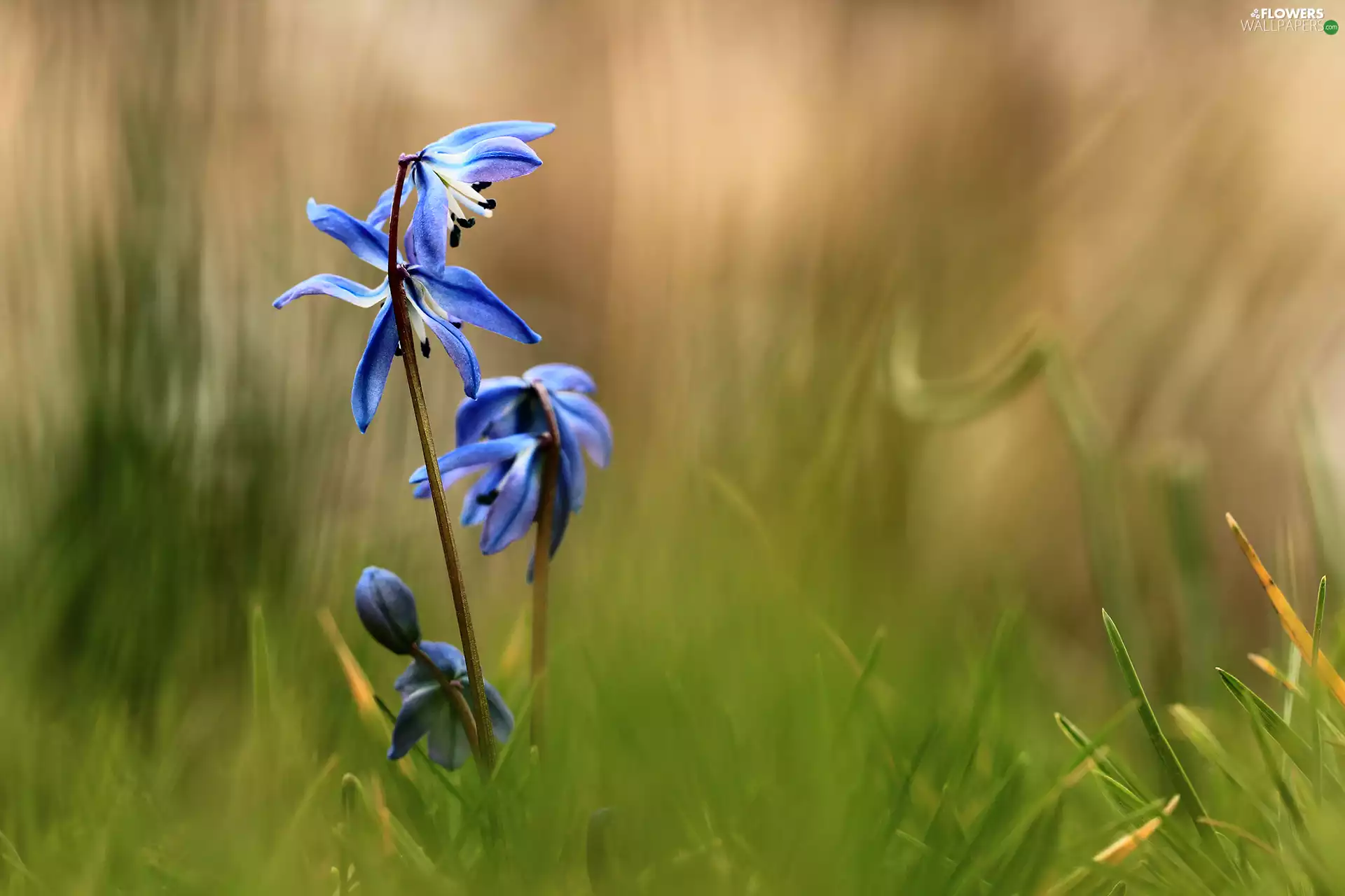 Flowers, Siberian squill, Blue