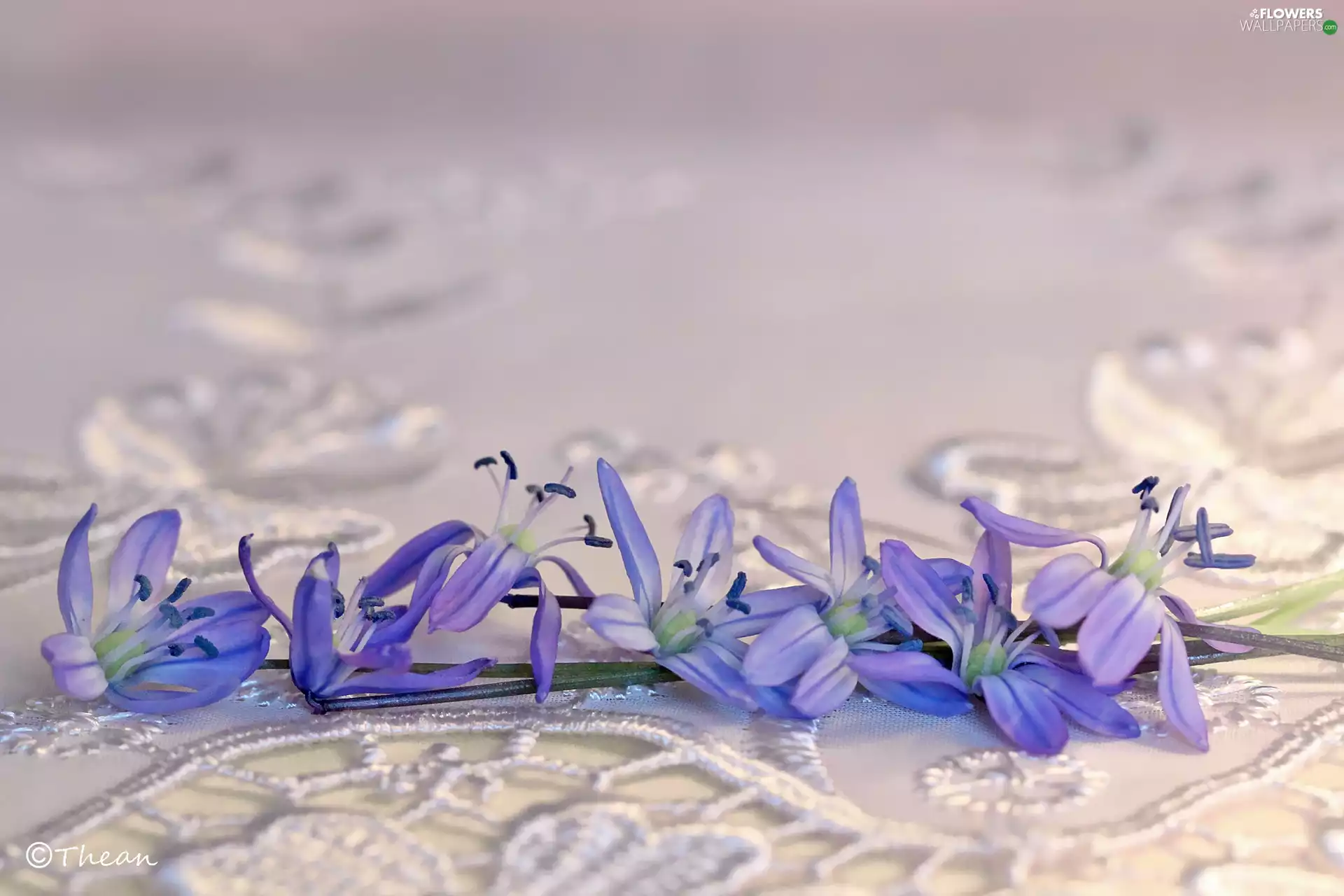 Flowers, Siberian squill, Blue