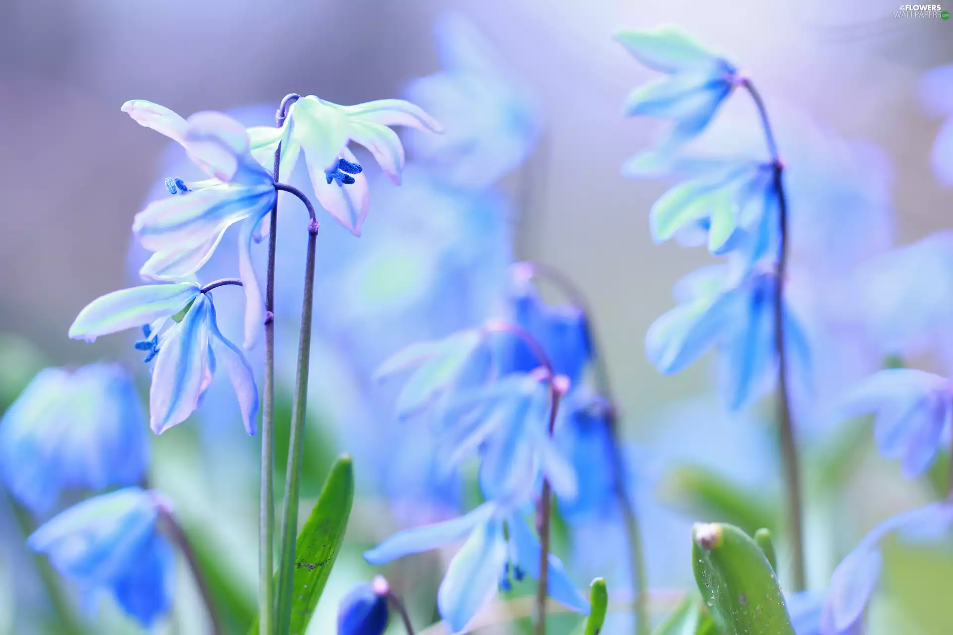Flowers, Siberian squill, Blue