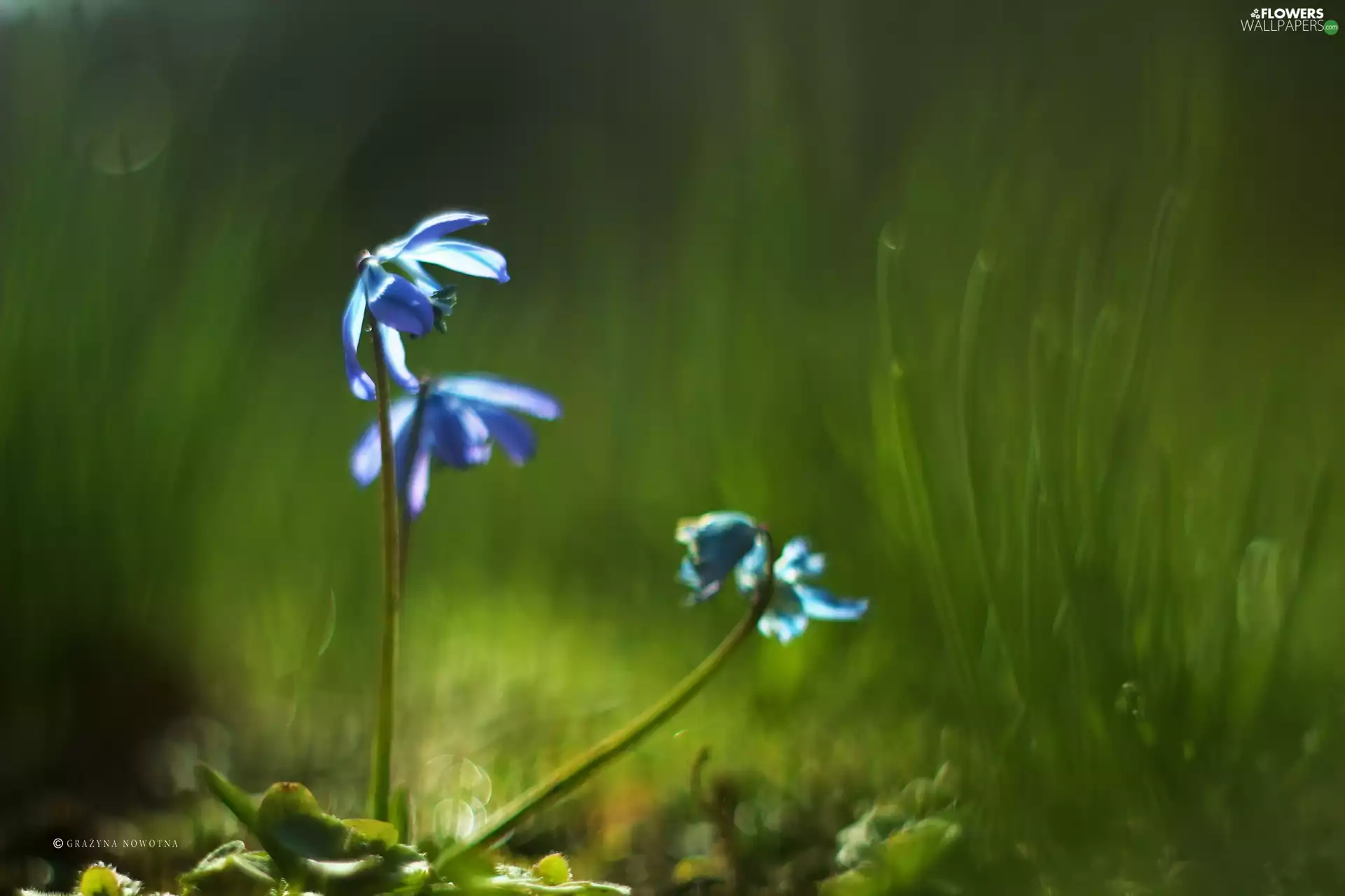 Flowers, Siberian squill, Blue