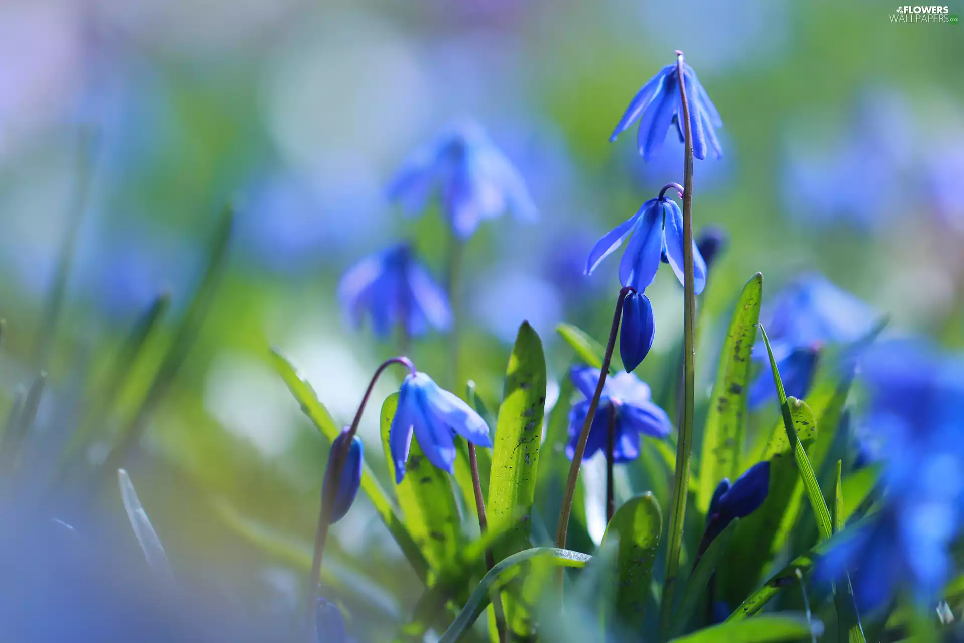 Flowers, Siberian squill, Blue