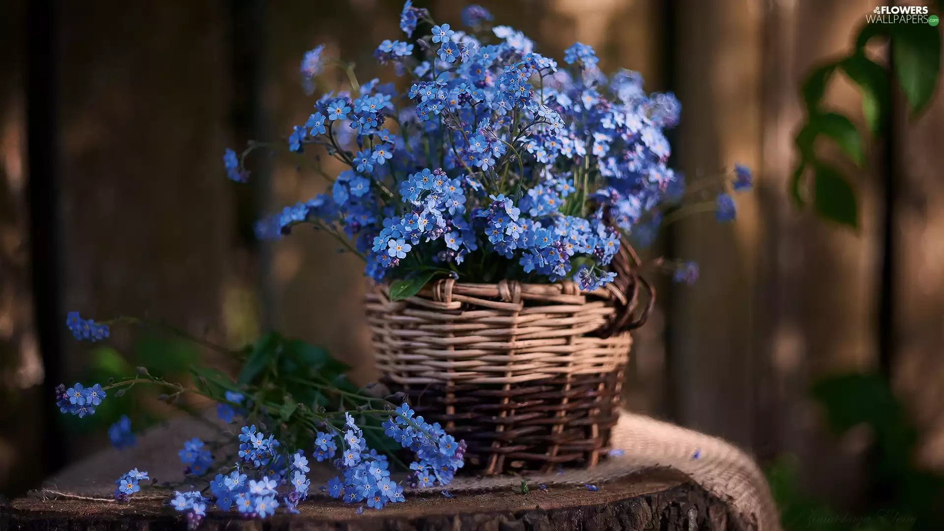 Forget, Flowers, basket, Blue
