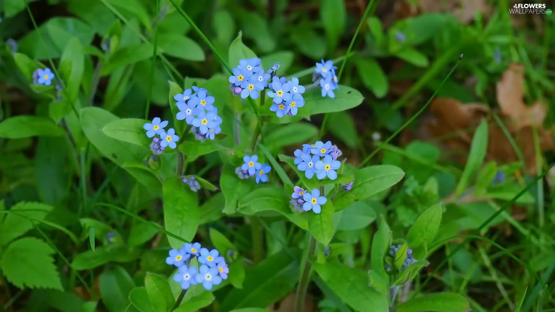 Blue, Flowers, Forget