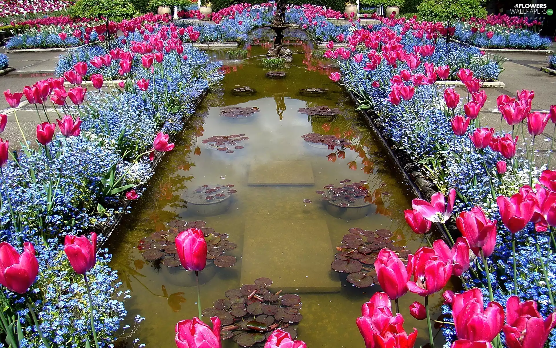 Blue, Forget, Pink, Tulips, fountain
