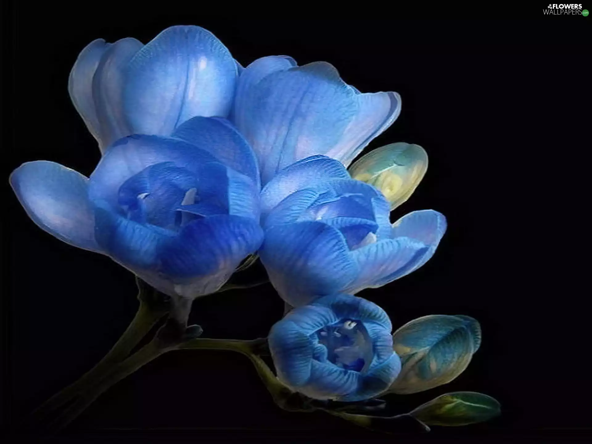 Blue, freesia