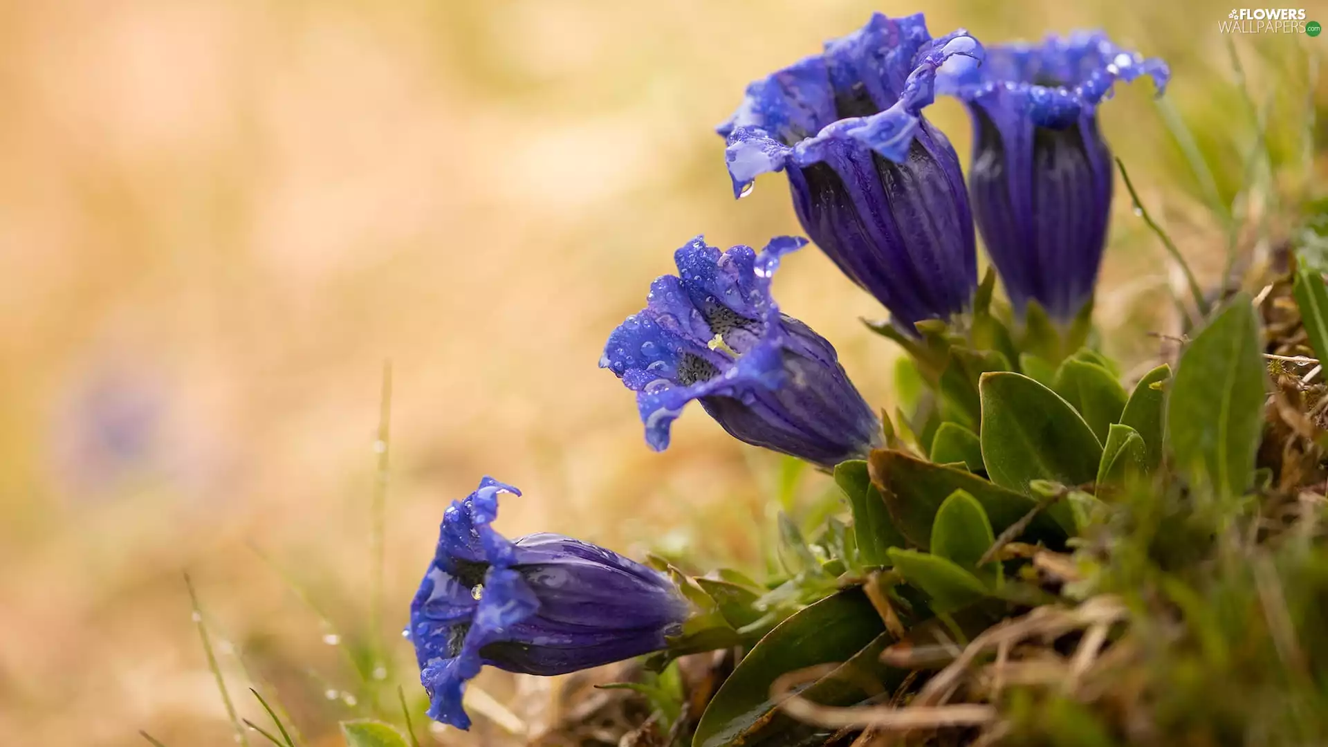 Blue, Flowers, Gentian