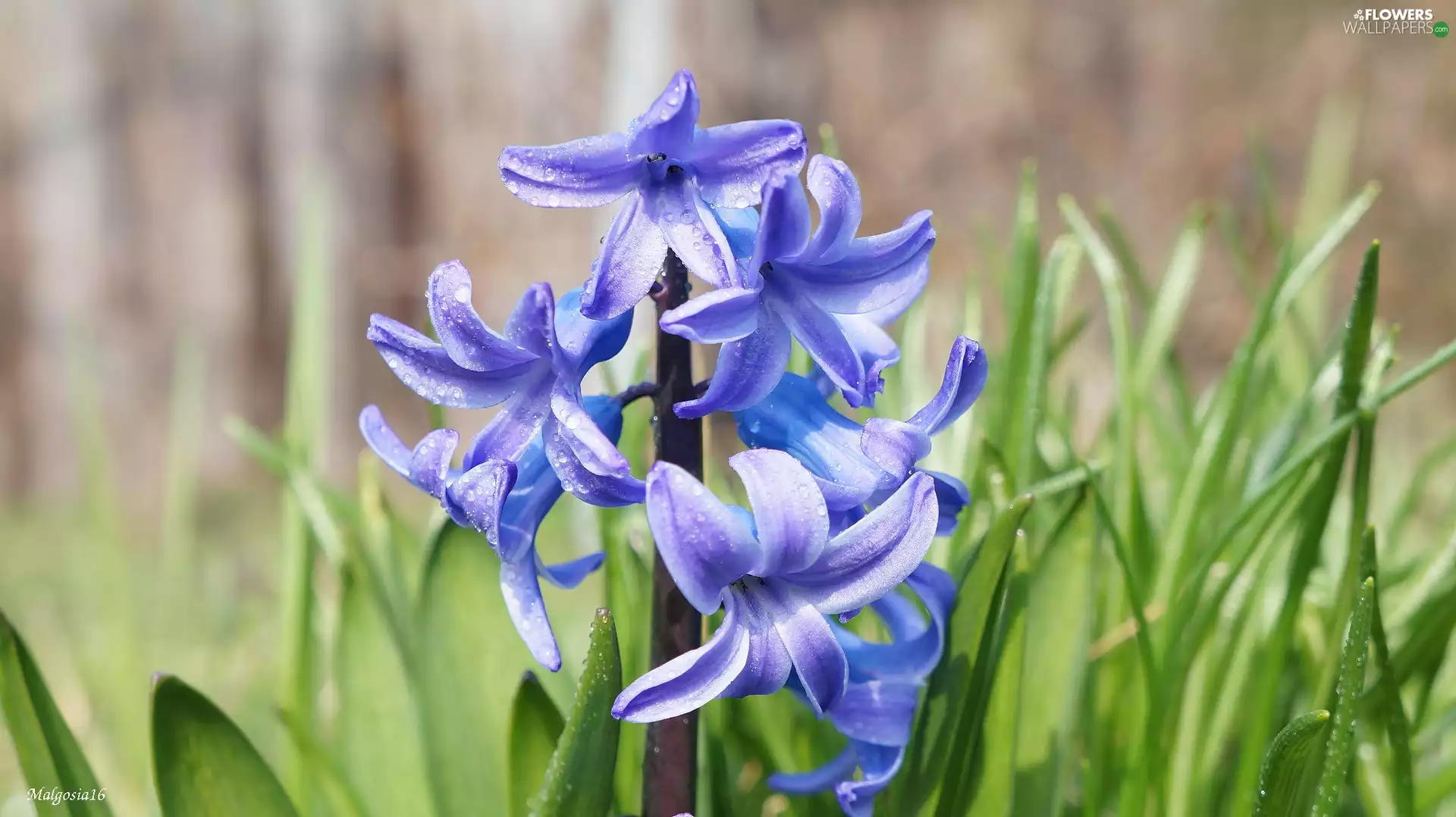 blue, hyacinth