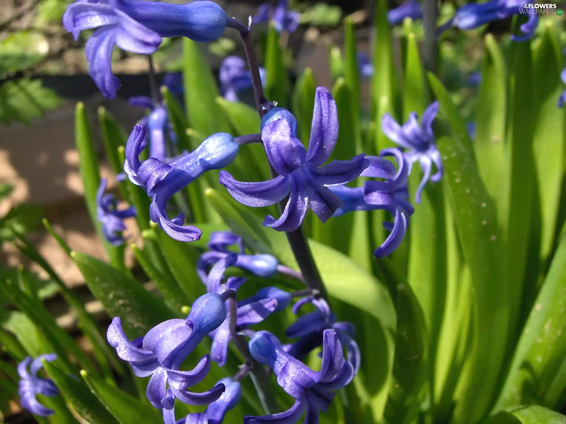 blue, hyacinth