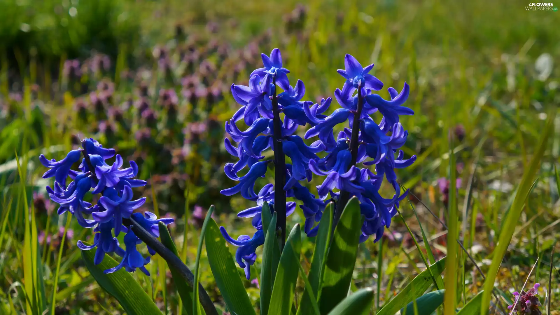 Blue, Hyacinths
