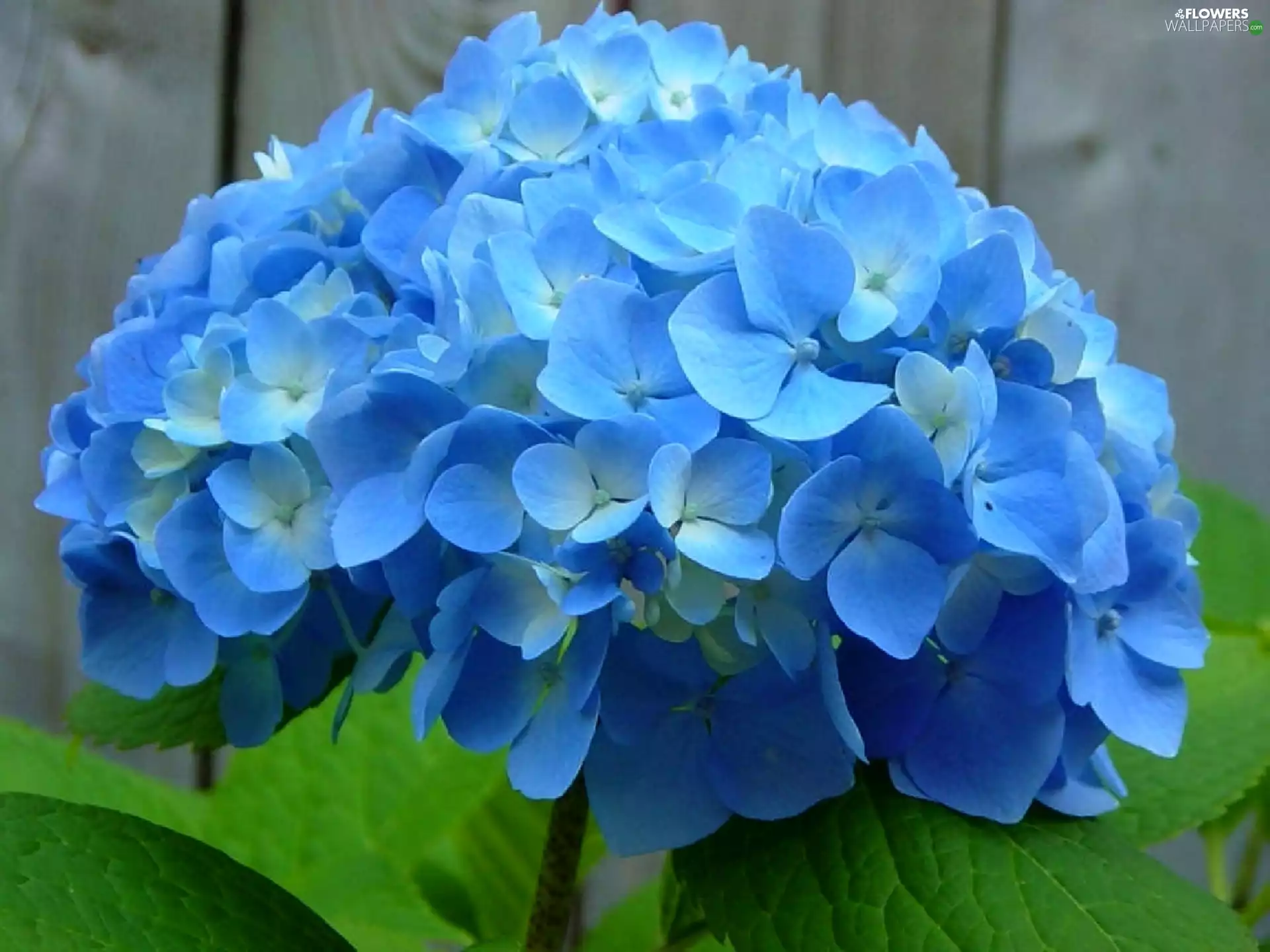 Blue, hydrangea