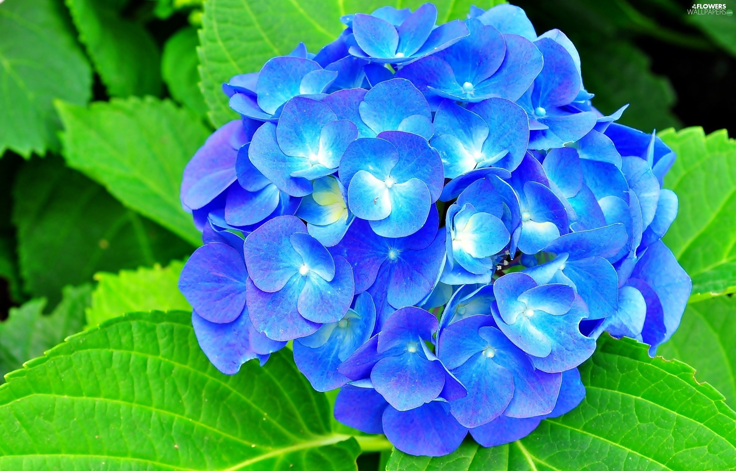 Blue, hydrangea