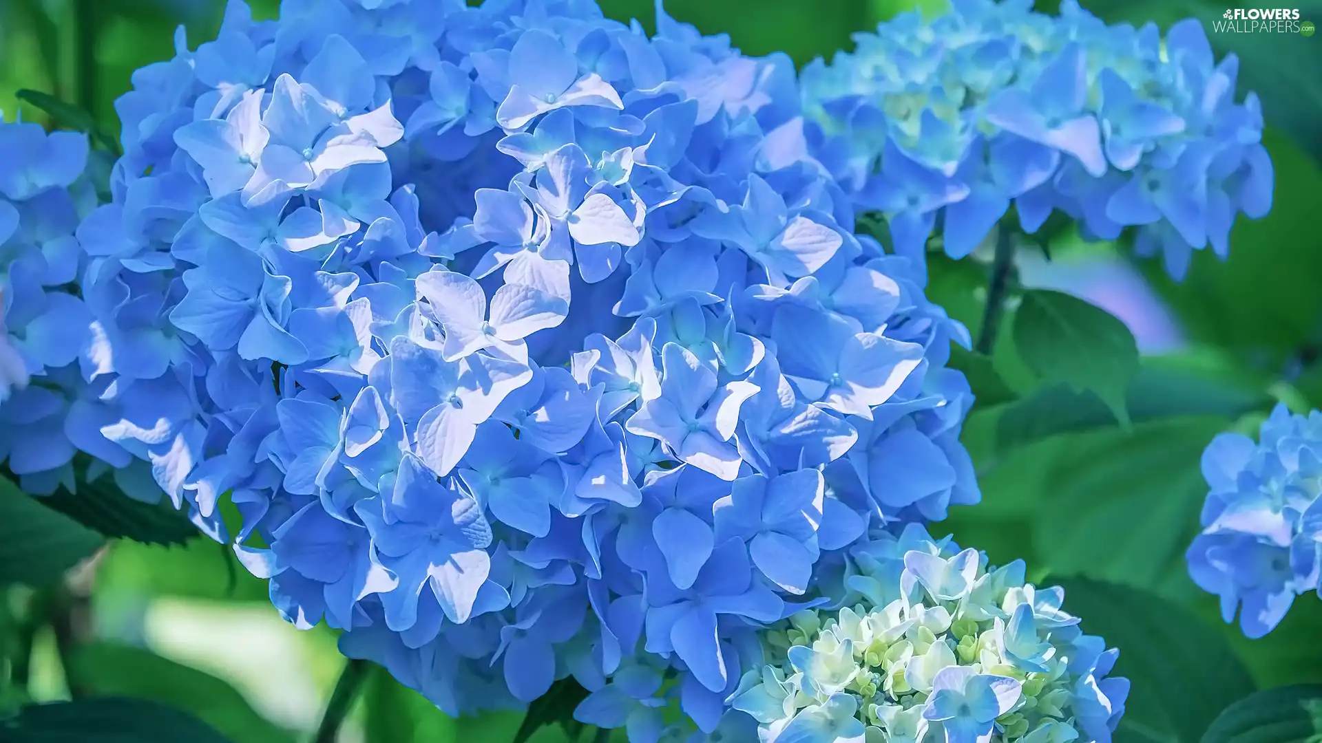 Blue, Flowers, hydrangeas
