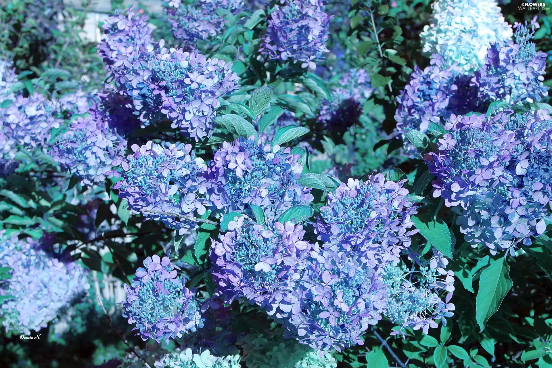 hydrangeas, Leaf, Garden, Blue